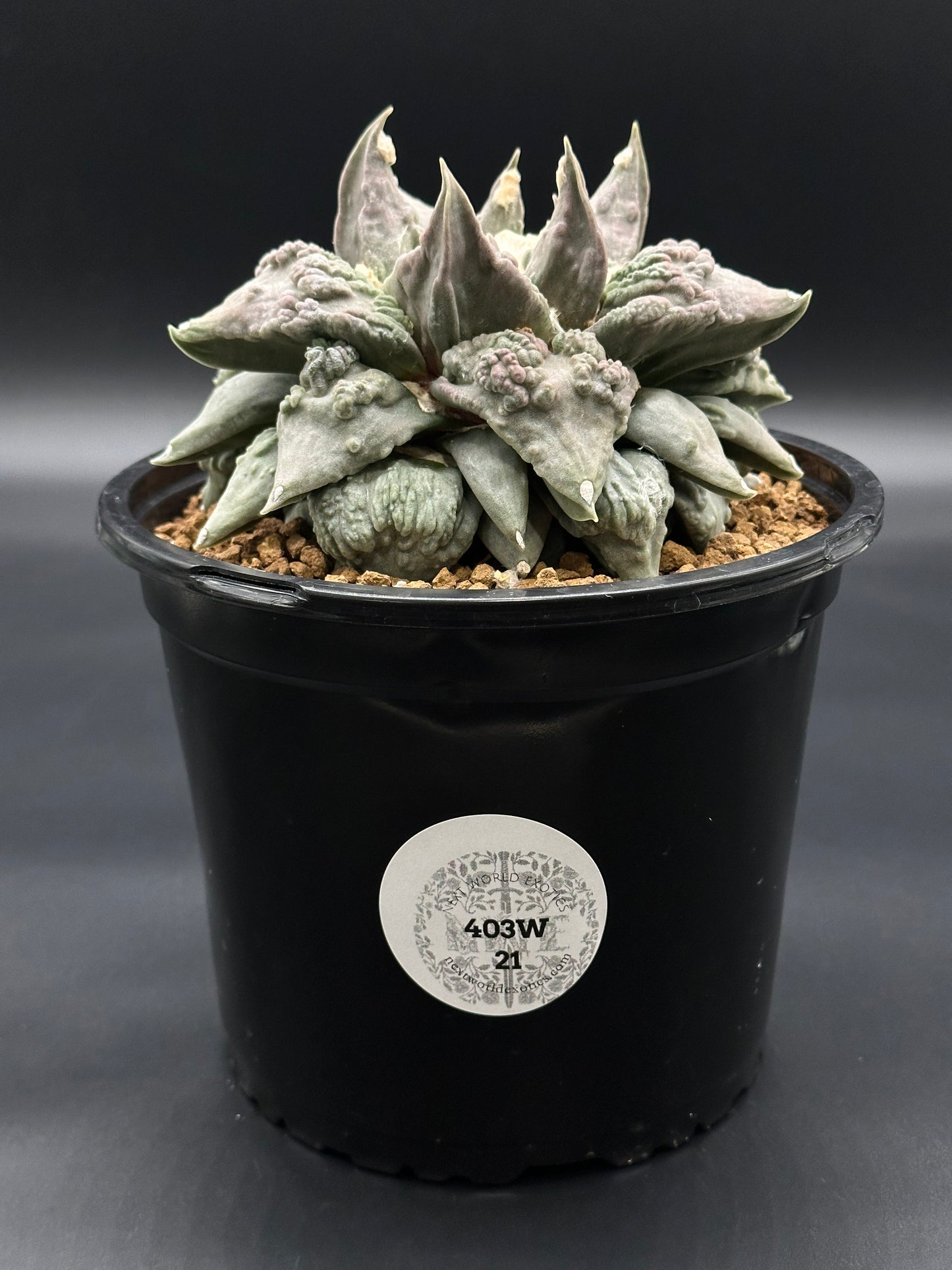 Ariocarpus Retusus cv. 'Cauliflower' cactus, showcasing its unique dense, sculptural surface in a 6-inch pot, highlighting its mature, intricate pattern.