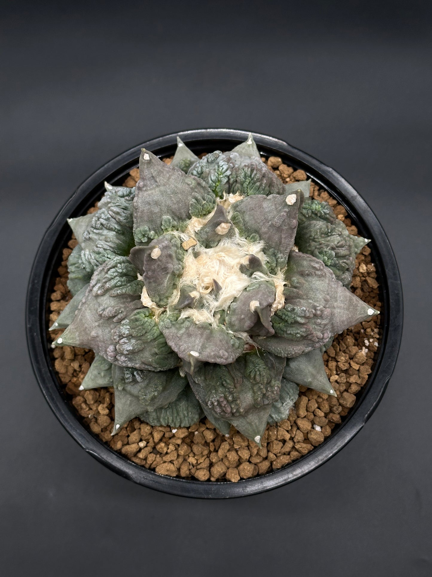 Ariocarpus Retusus cv. 'Cauliflower' cactus in a 6-inch pot, showcasing its unique, dense, sculptural tubercle pattern, ideal for collectors.