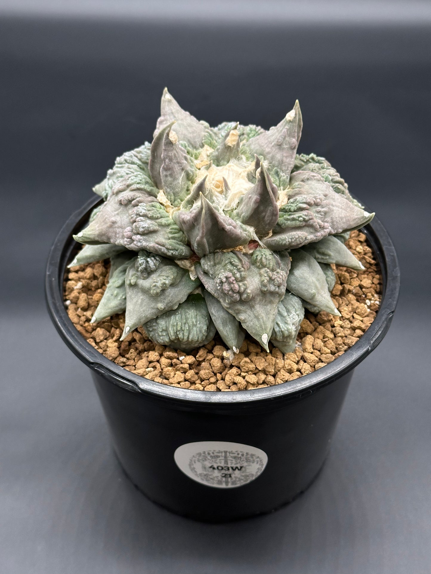 Ariocarpus Retusus cv. 'Cauliflower' cactus in a 6-inch pot, showcasing its unique, dense, sculptural patterns and mature tubercles, ideal for collectors.