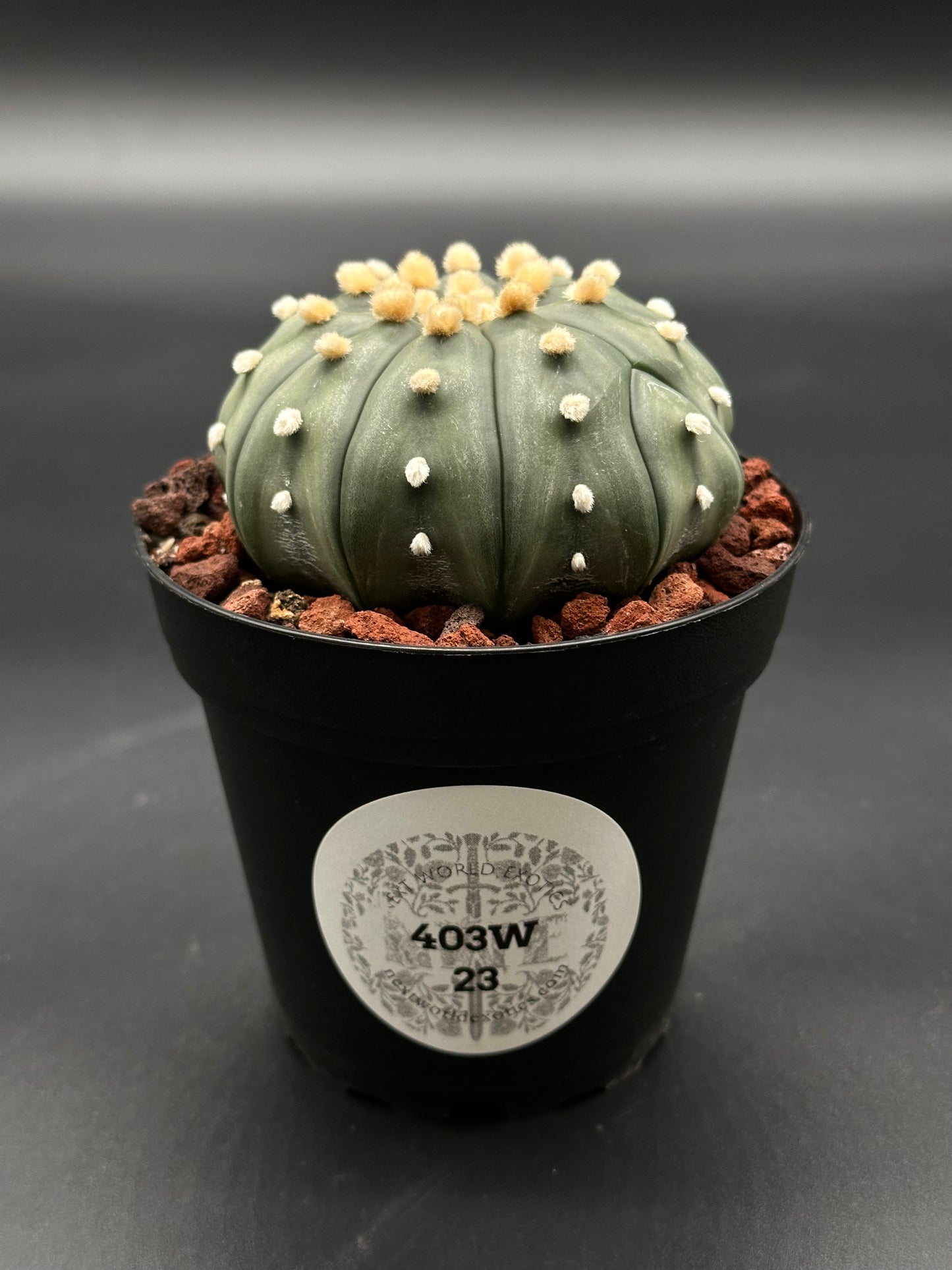 Astrophytum Asterias cv. 'Ooibo' cactus in a 2.5-inch pot, featuring distinctive white dots, offered by Next World Exotics.