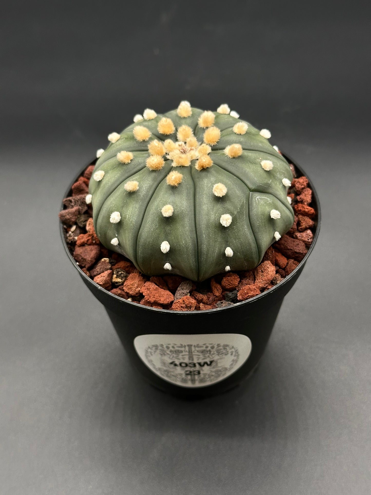 Astrophytum Asterias cv. 'Ooibo' cactus features white and yellow spots, housed in a small pot, ideal for exotic plant collectors.