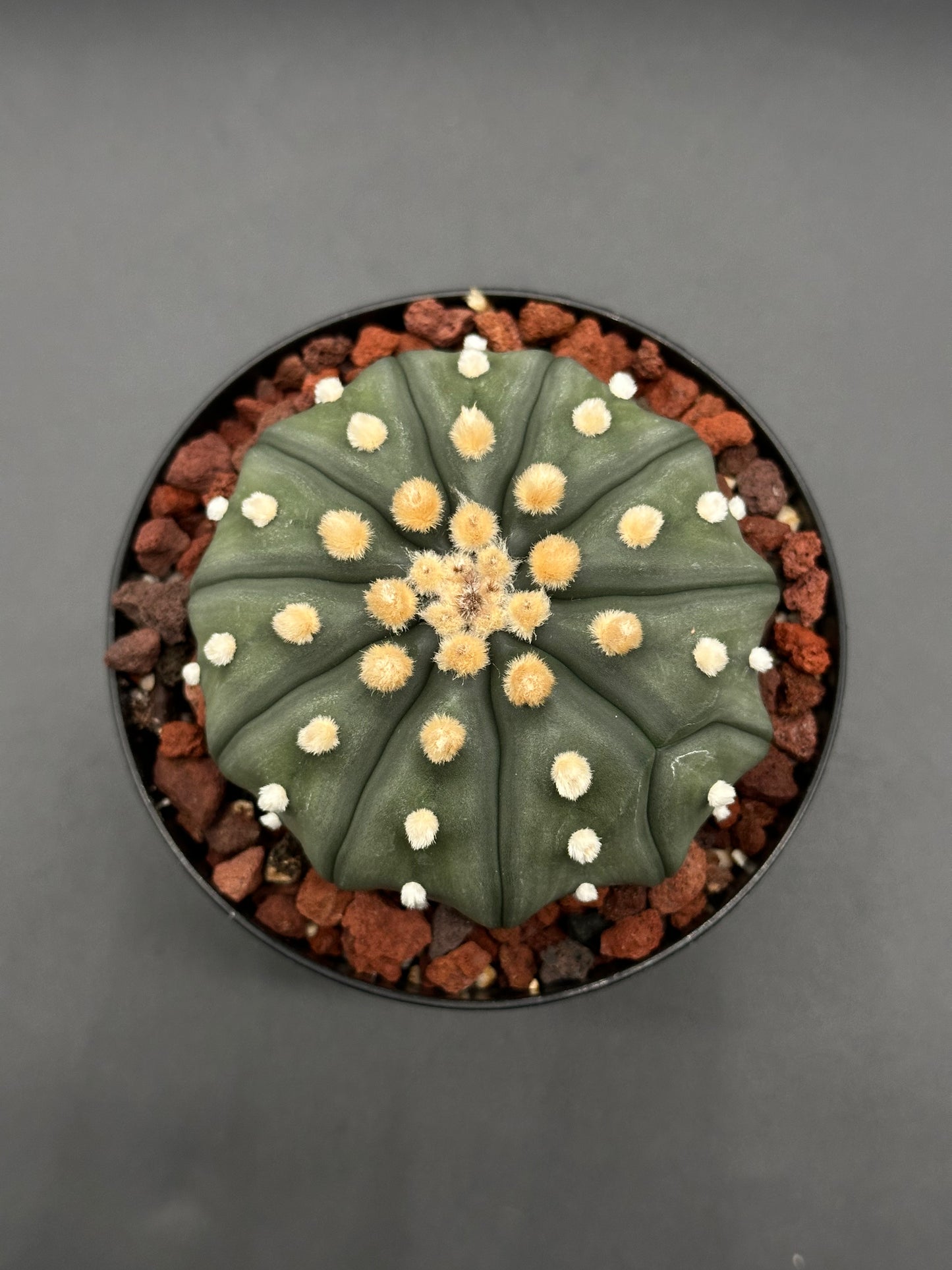 Astrophytum Asterias cv. 'Ooibo' cactus in a 2.5-inch pot, featuring unique spines, ideal for collectors of rare and exotic houseplants.