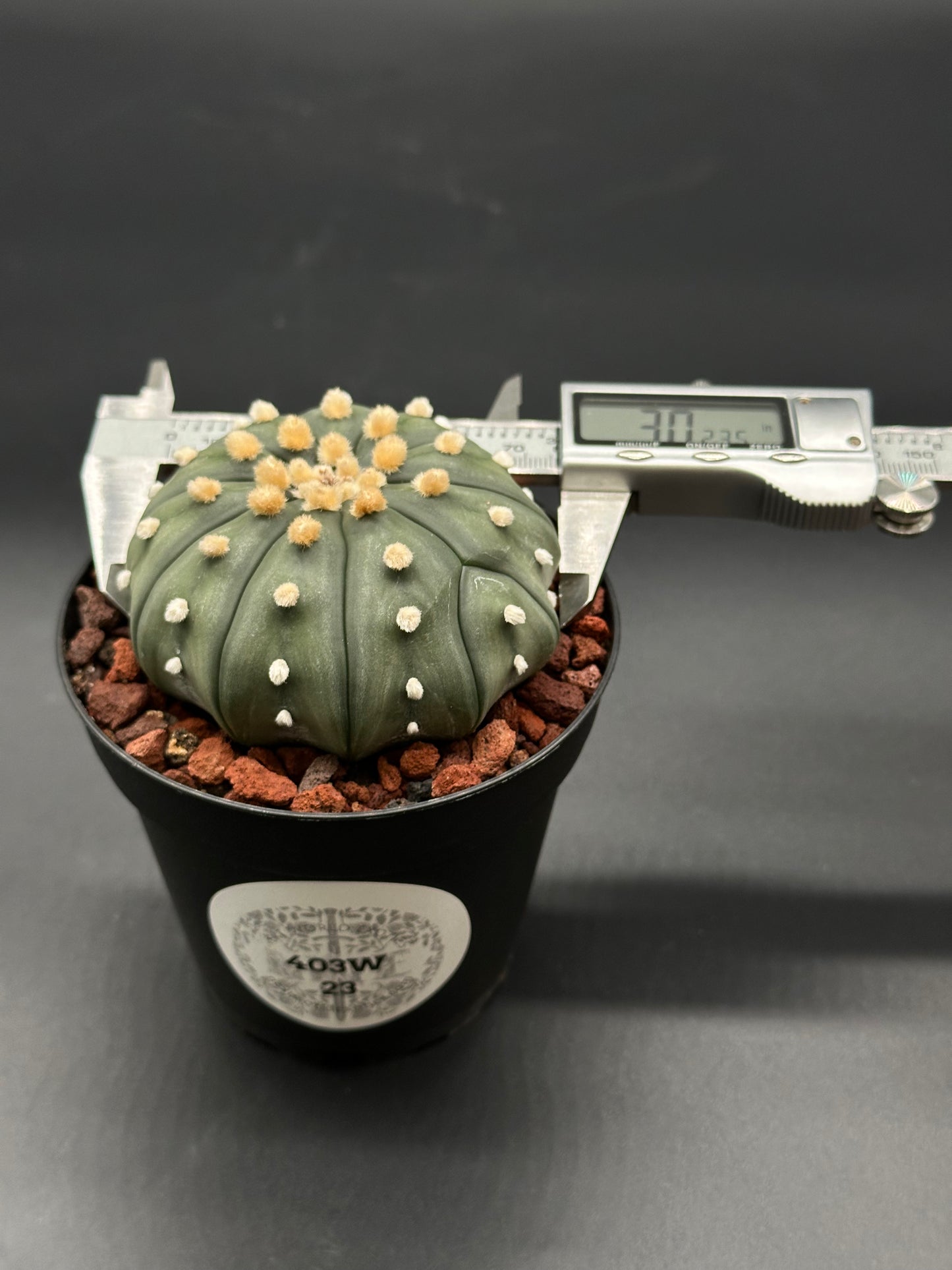 Astrophytum Asterias cv. 'Ooibo' in a 2.5-inch pot, adorned with small white and yellow flowers, measured with a caliper for size accuracy.