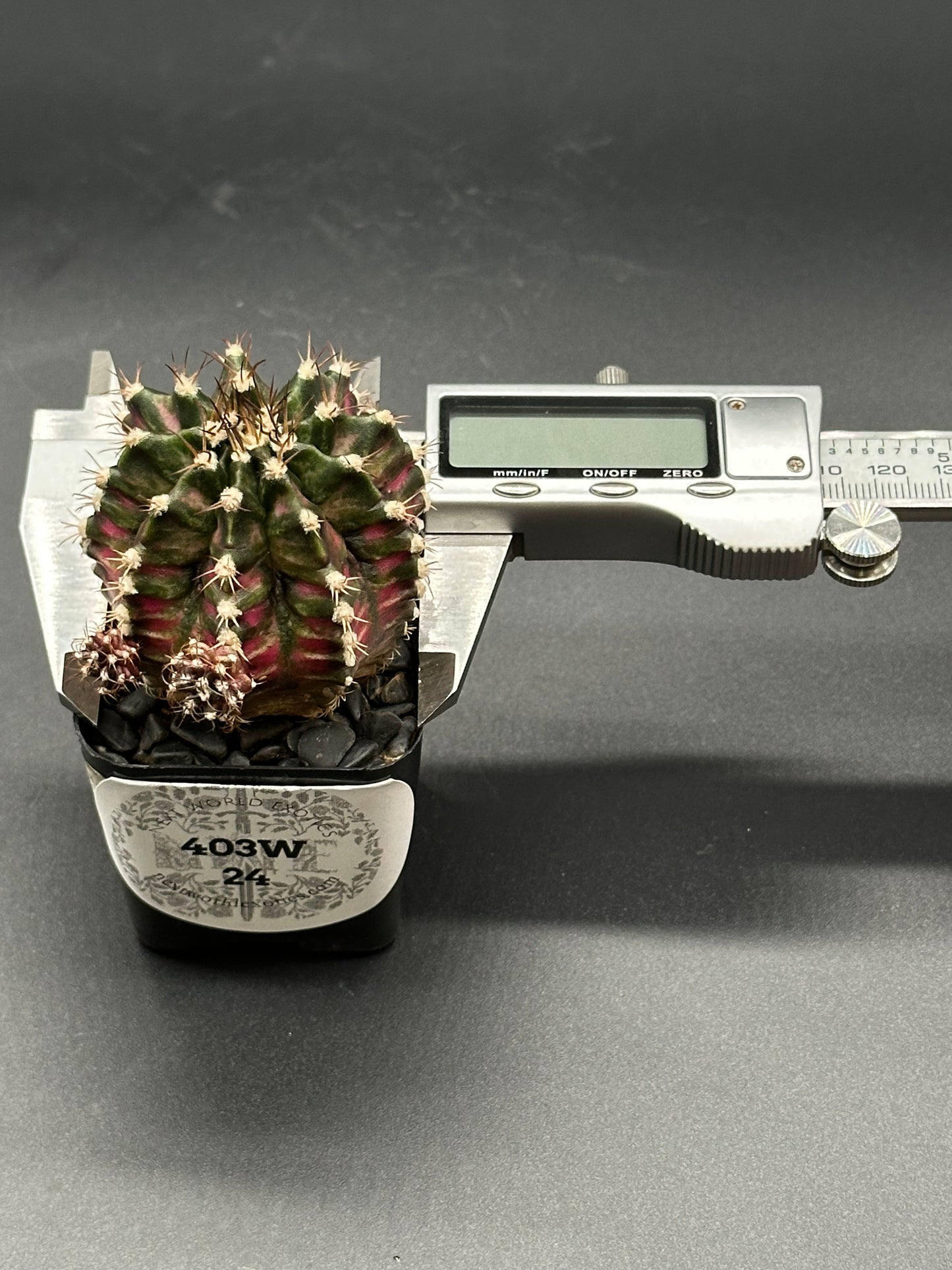 Gymnocalycium Mihanovichii 'T-Rex x T-Lux' cactus in a 2-inch pot, accompanied by a measuring device, perfect for exotic plant enthusiasts.