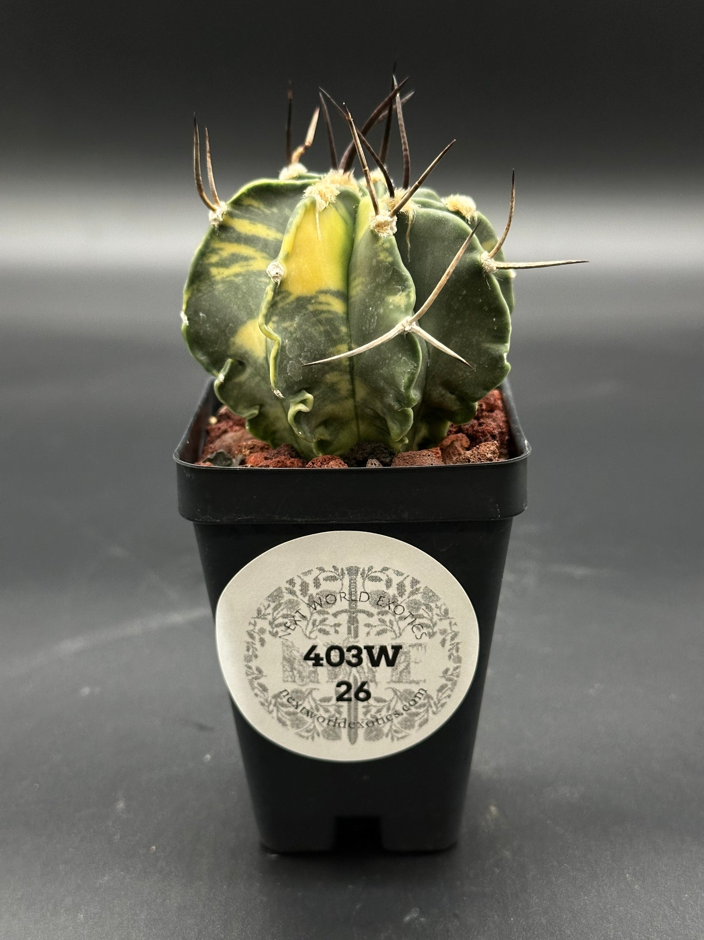 Astrophytum Ornatum cv. 'Capricorne' (403W25) with long spines in a 4-inch pot, showcased as a rare cactus houseplant.