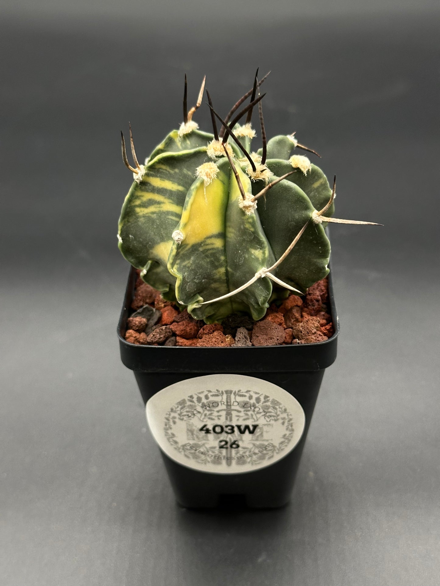 Astrophytum Ornatum cv. 'Capricorne' (403W25) with long spines in a 4-inch pot, showcasing its unique cactus form, ideal for collectors.