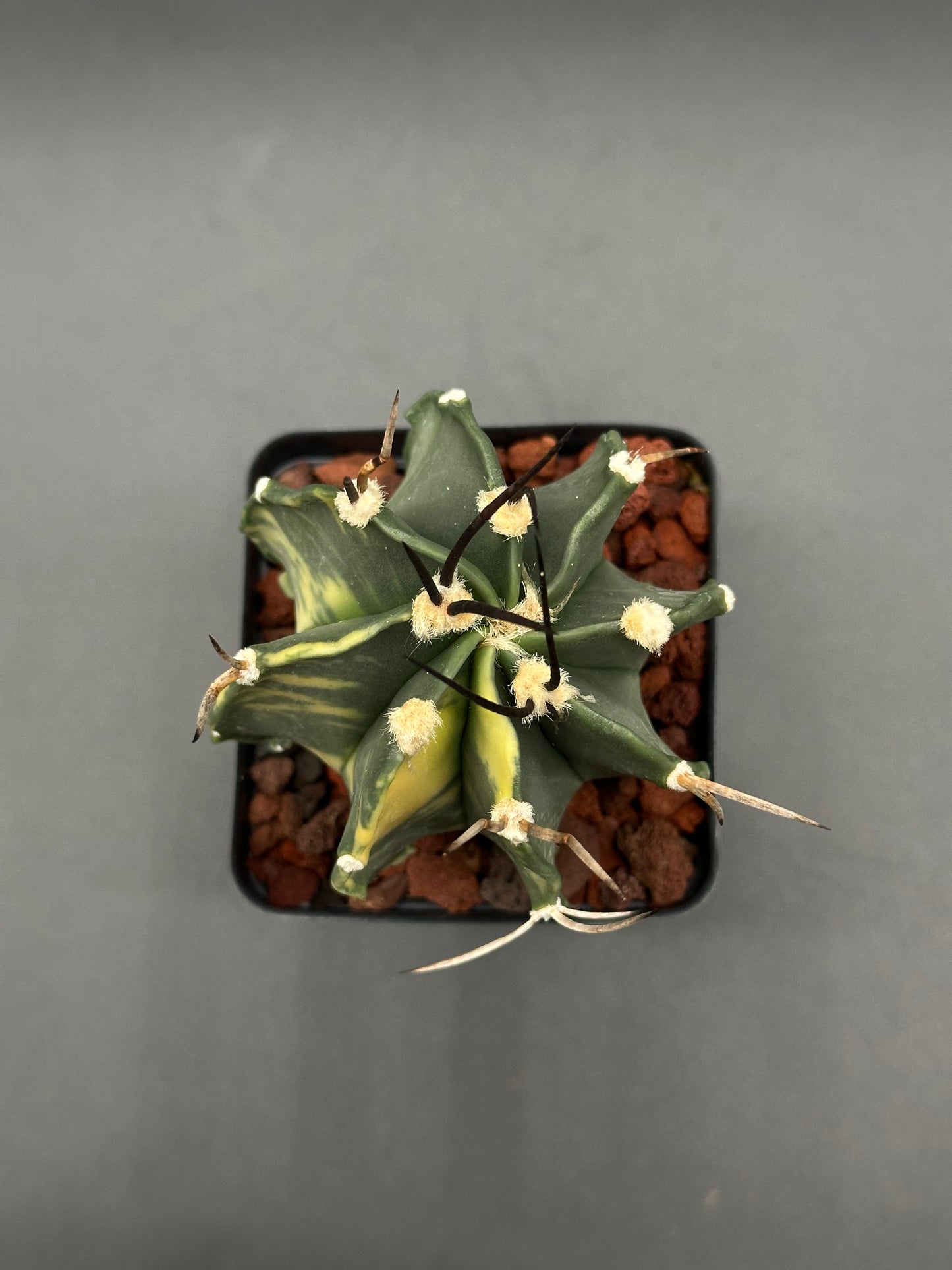 Astrophytum Ornatum cv. 'Capricorne' cactus with long spines in a 4-inch pot, perfect for exotic houseplant enthusiasts.