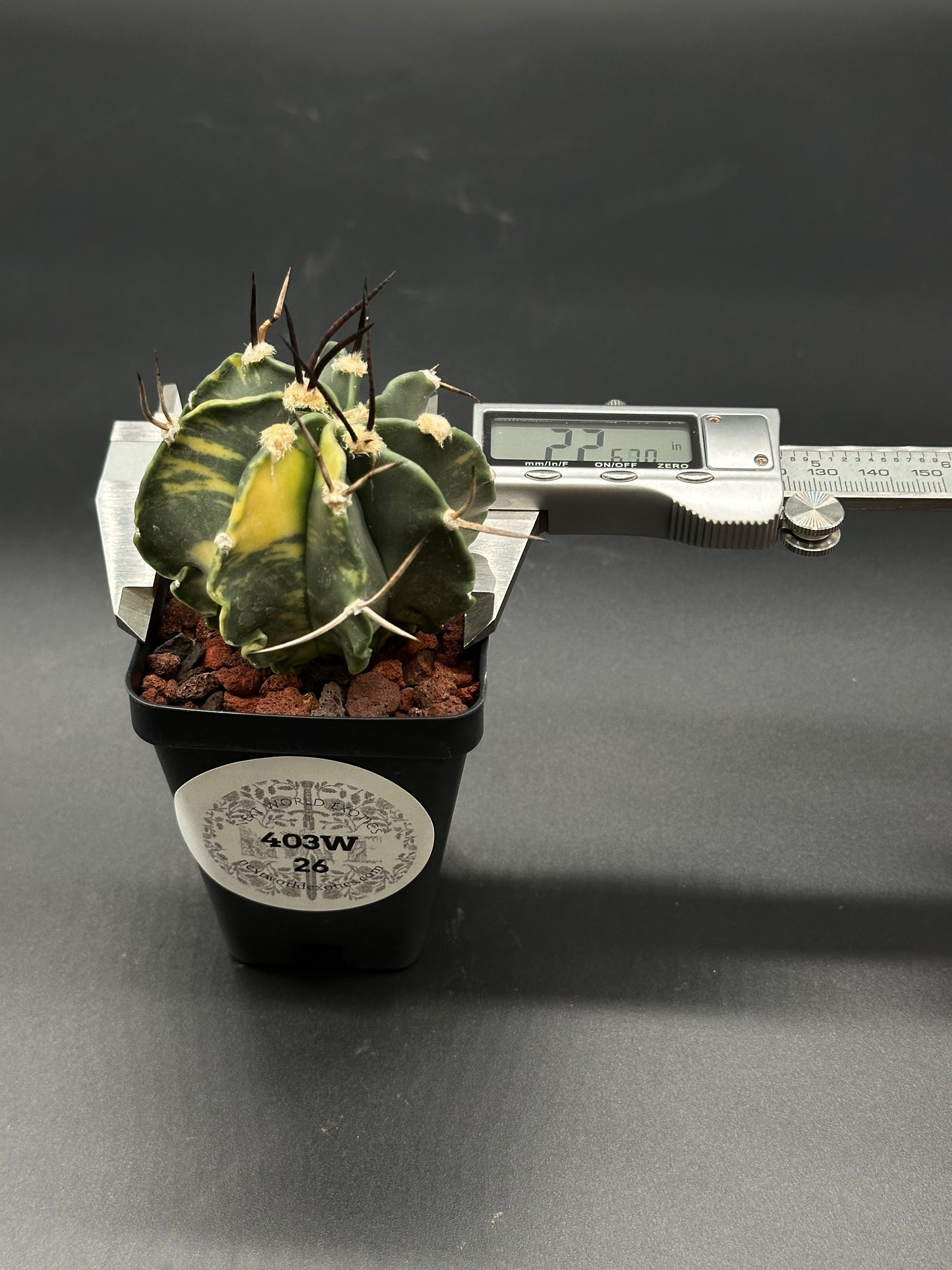 Astrophytum Ornatum cv. 'Capricorne' (403W25) in a 4-inch pot, featuring long spines and accompanied by a measuring device for size reference.
