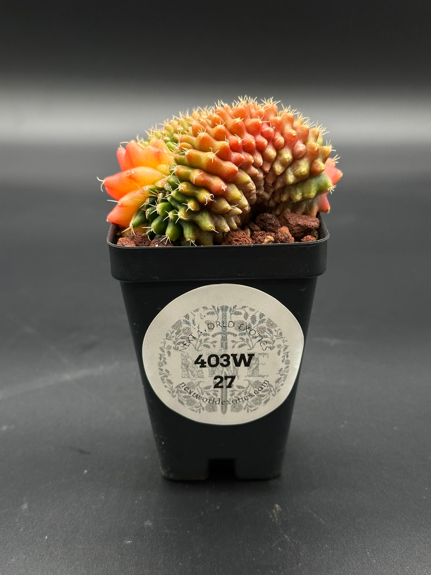 Gymnocalycium Mihanovichii Cristata Variegated in a 4-inch pot, showcasing its unique crested form, part of Next World Exotics' rare plant collection.