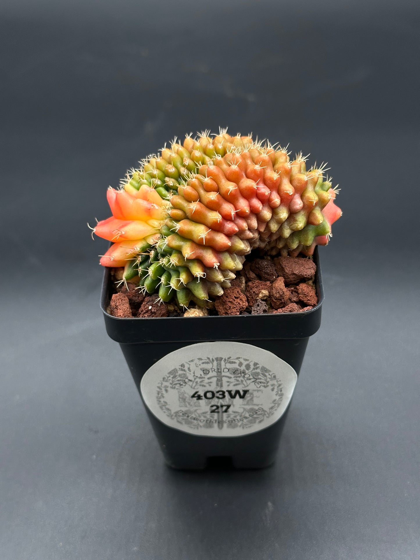 Gymnocalycium Mihanovichii Cristata Variegated (403W16) in a 4-inch pot, showcasing distinct variegation. A rare, exotic houseplant for collectors and enthusiasts.