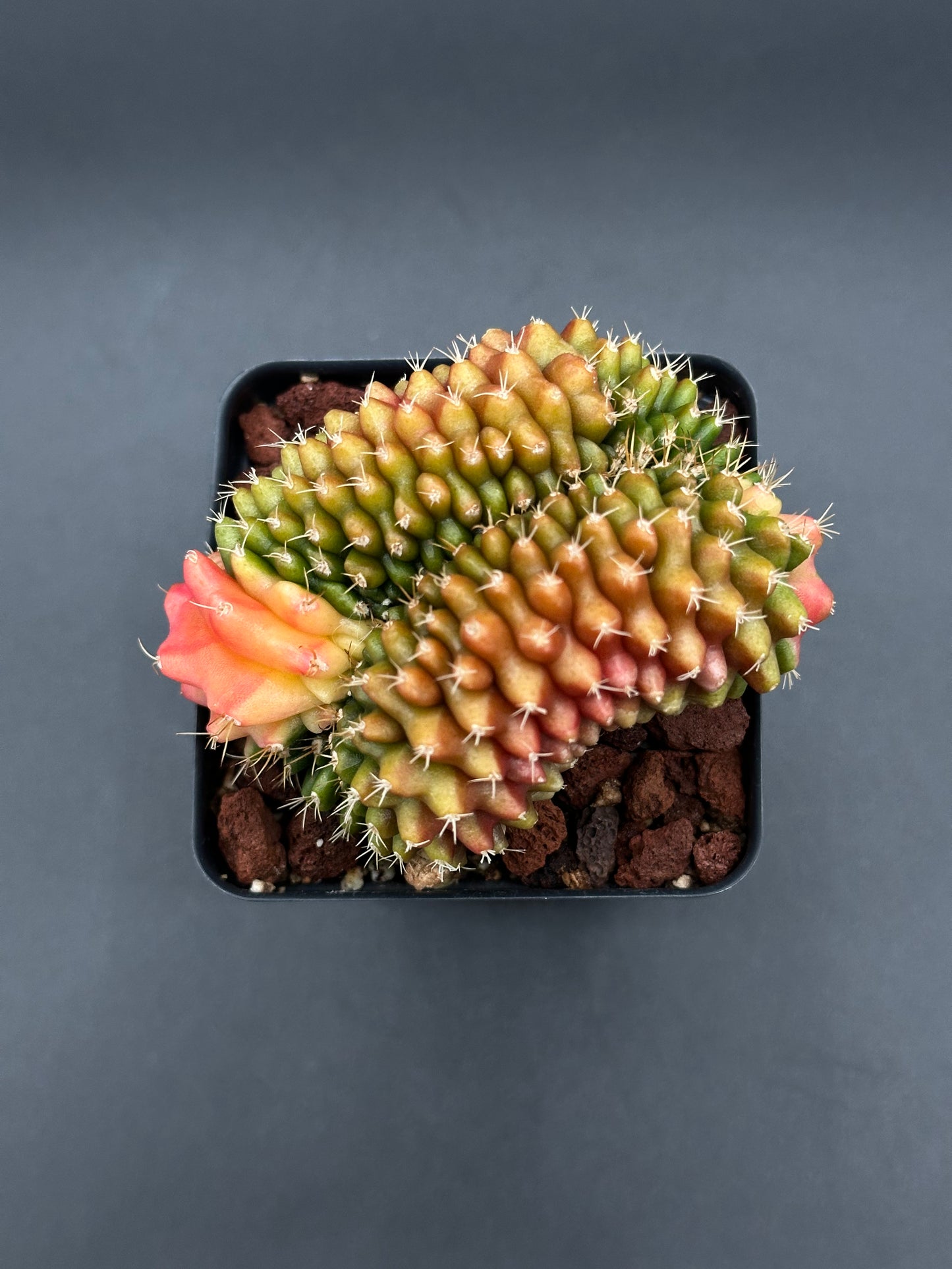 Gymnocalycium Mihanovichii Cristata Variegated in a 4-inch pot, showcasing unique crested form, available at Next World Exotics.
