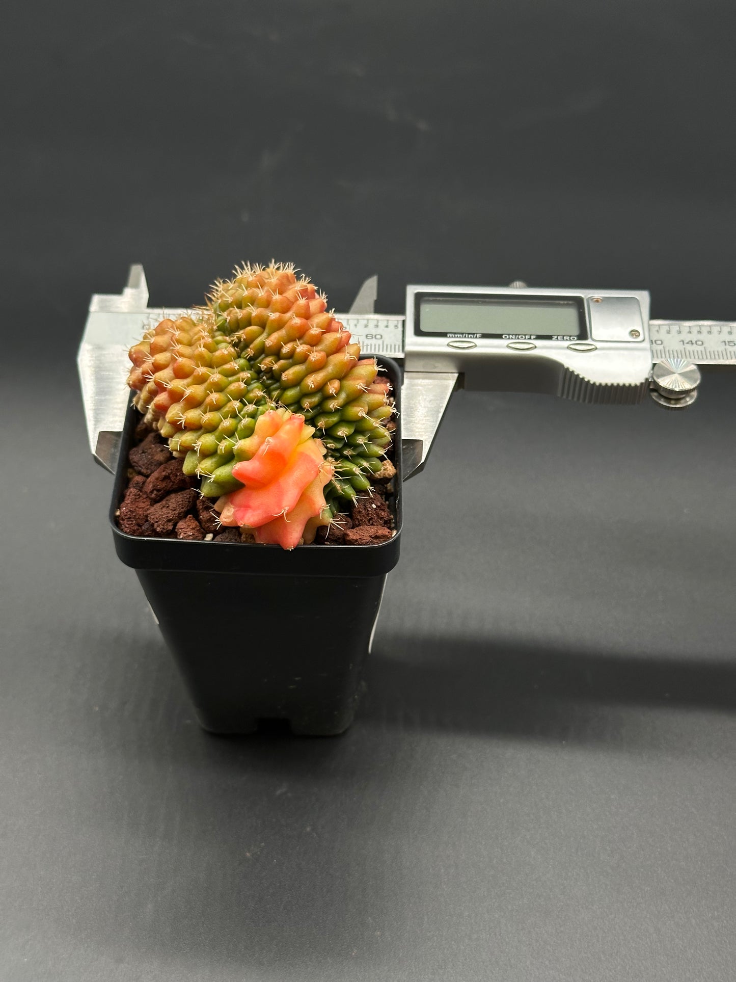 Gymnocalycium Mihanovichii Cristata Variegated in a 4-inch pot, shown with a caliper for size reference, highlighting its unique crested and variegated features.