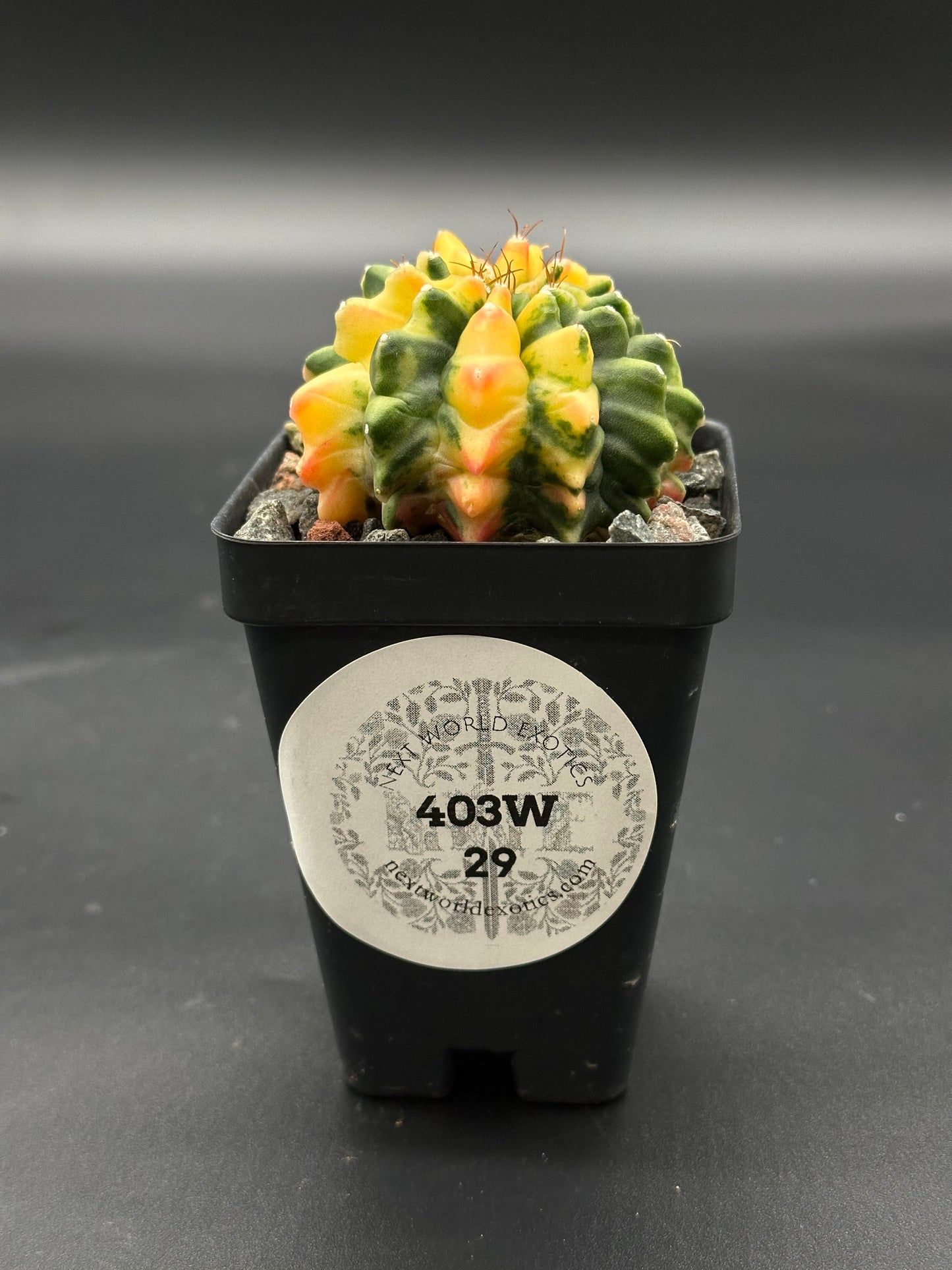 Gymnocalycium Mihanovichii Inermis Variegated in a 2.5-inch pot, showcasing its unique structure, perfect for exotic houseplant enthusiasts.