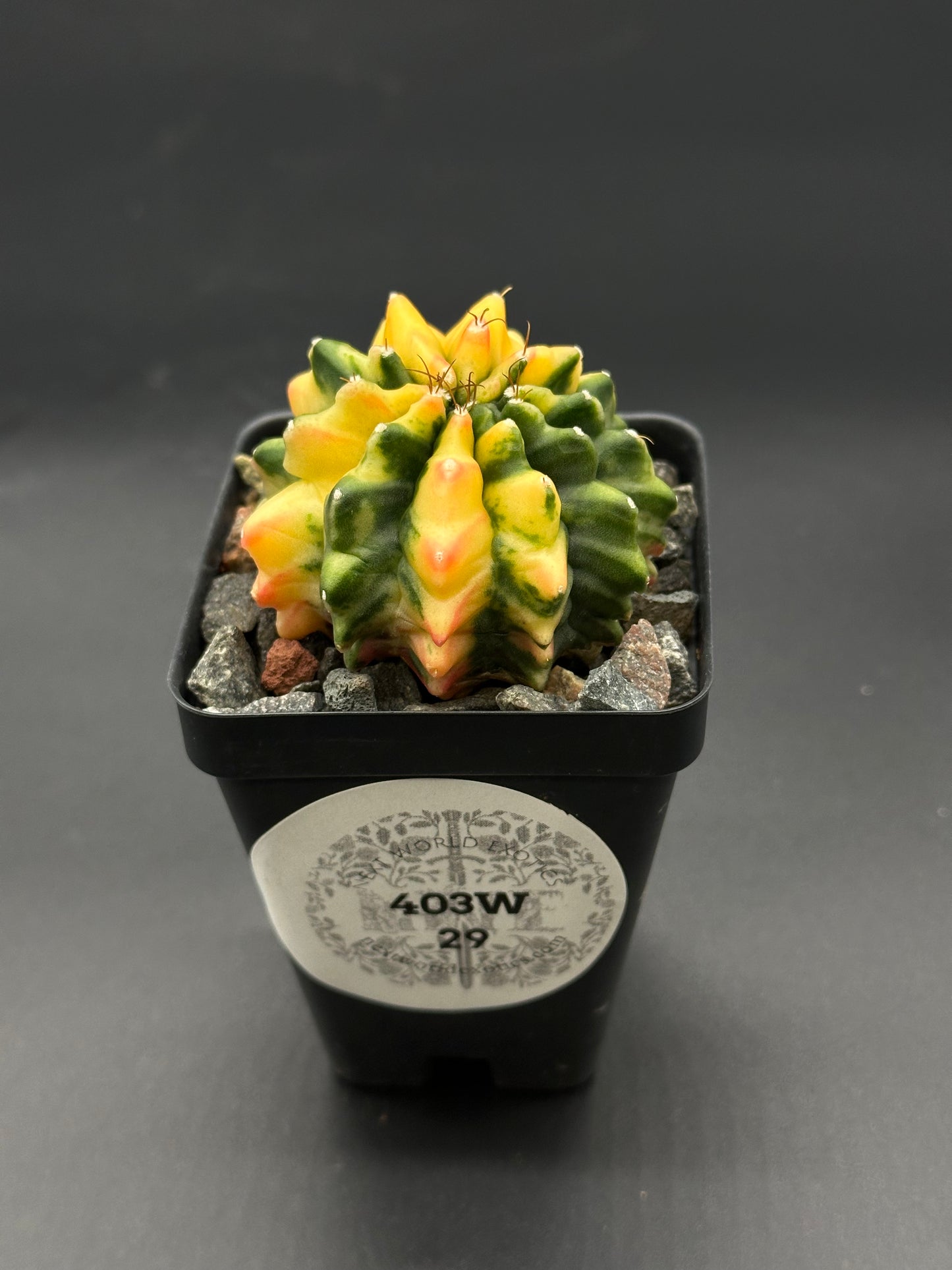 Gymnocalycium Mihanovichii Inermis Variegated cactus in a 2.5-inch pot, showcasing its unique texture, ideal for exotic plant enthusiasts and collectors.
