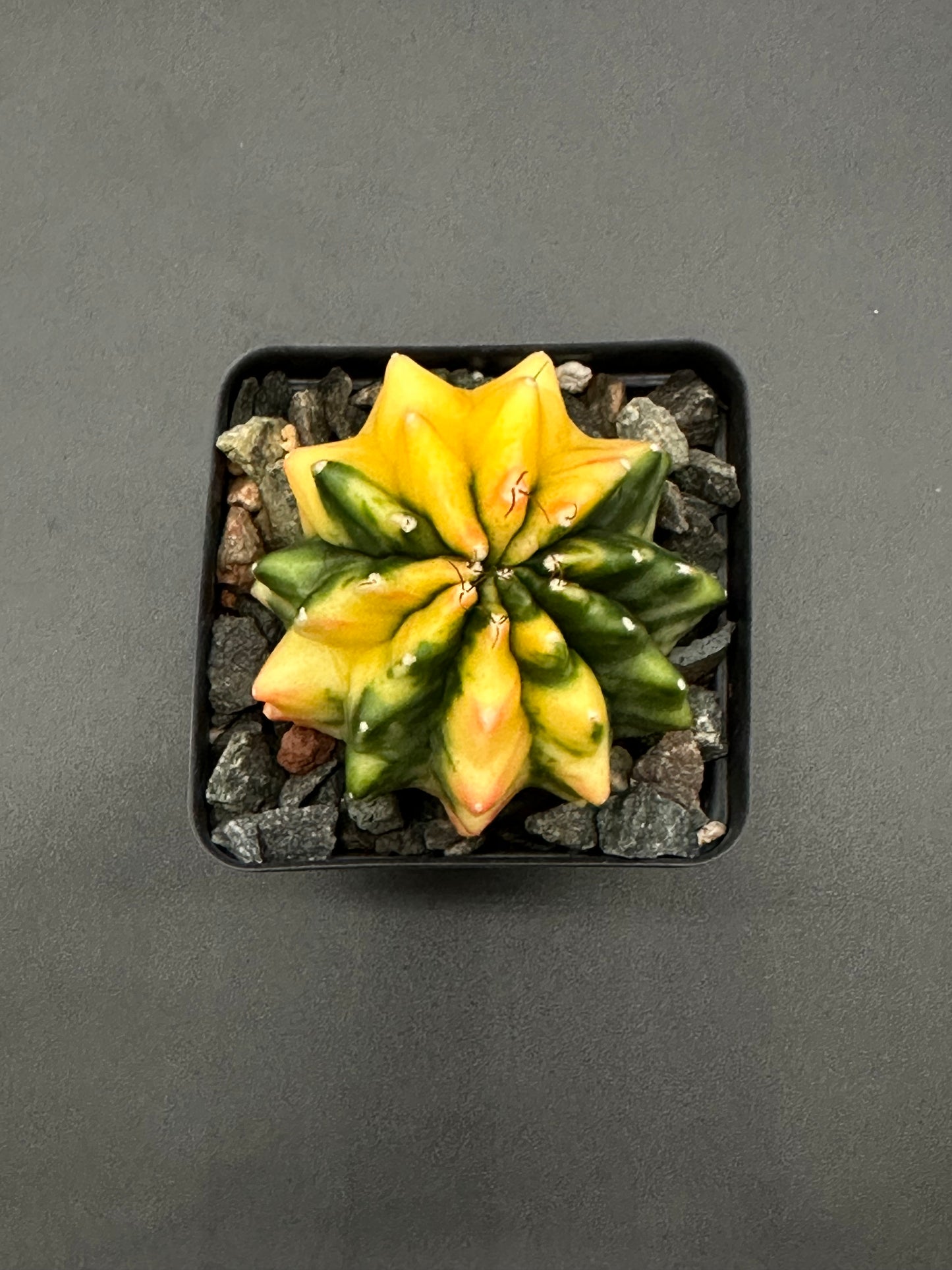 Gymnocalycium Mihanovichii Inermis Variegated cactus in a black 2.5-inch pot, highlighting its unique variegated features, perfect for exotic houseplant enthusiasts.