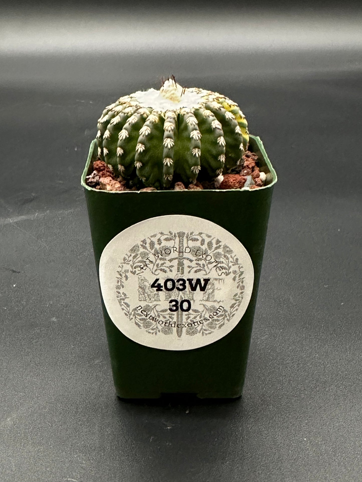 Discocactus Horstii Variegated in a 2.25-inch pot, featuring white flowers and a white label with text, ideal for exotic houseplant enthusiasts.