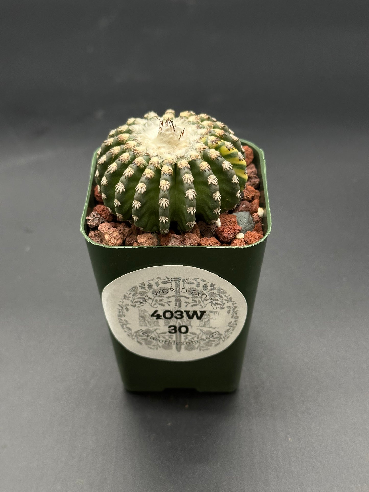 Discocactus Horstii Variegated in a 2.25-inch pot, featuring distinctive variegation, ideal for exotic houseplant enthusiasts and collectors seeking unique cacti.