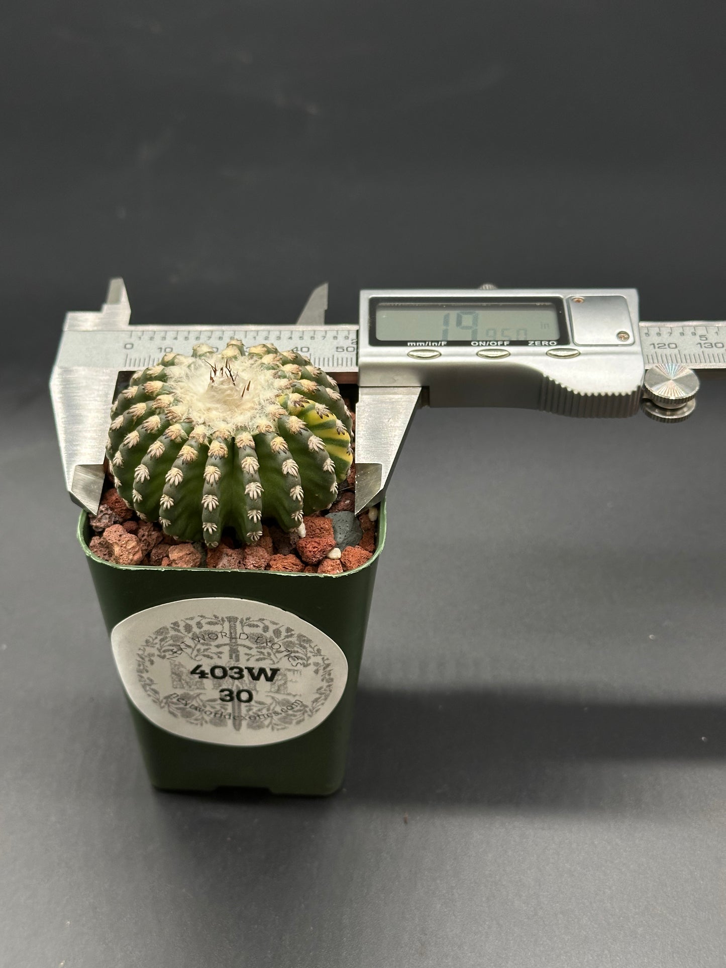 Discocactus Horstii Variegated in a 2.25-inch pot, featuring unique white needles with a digital device for size reference, ideal for exotic houseplant enthusiasts.