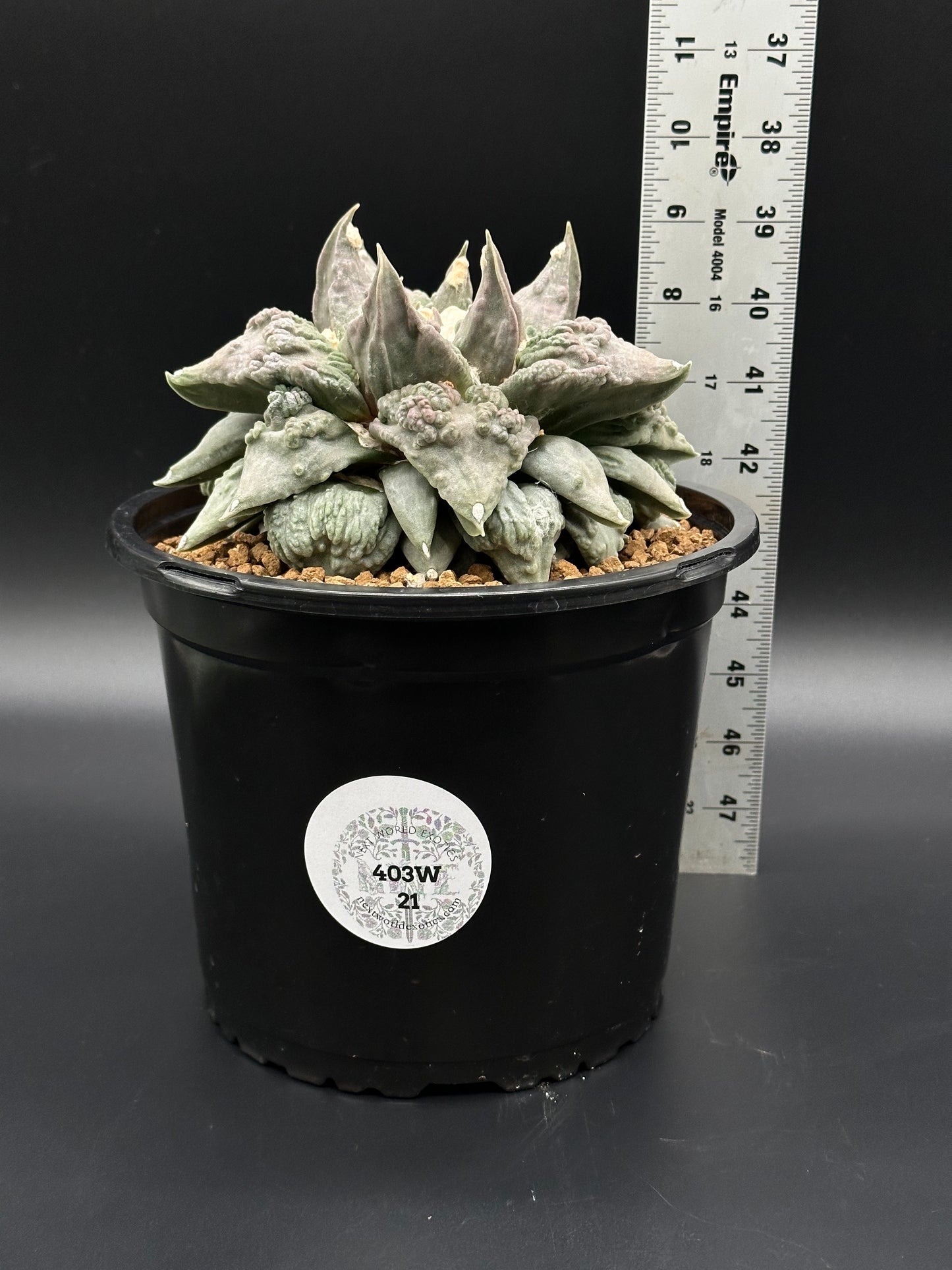 Ariocarpus Retusus cv. 'Cauliflower' in a 6-inch pot, showcasing its unique, sculptural tubercles as a mature, rare cactus specimen.