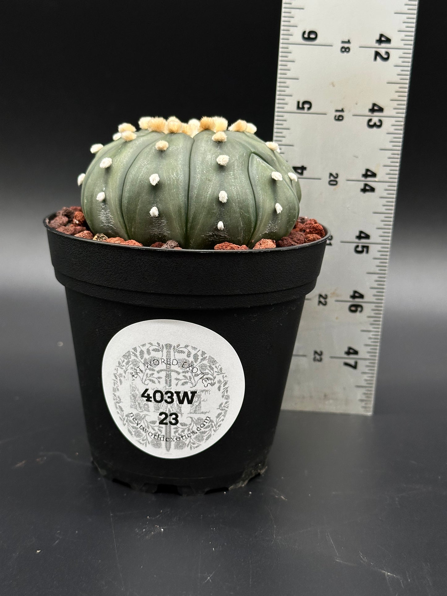 Astrophytum Asterias cv. 'Ooibo' in a 2.5-inch pot, accompanied by a ruler for scale, highlighting its unique cactus features.