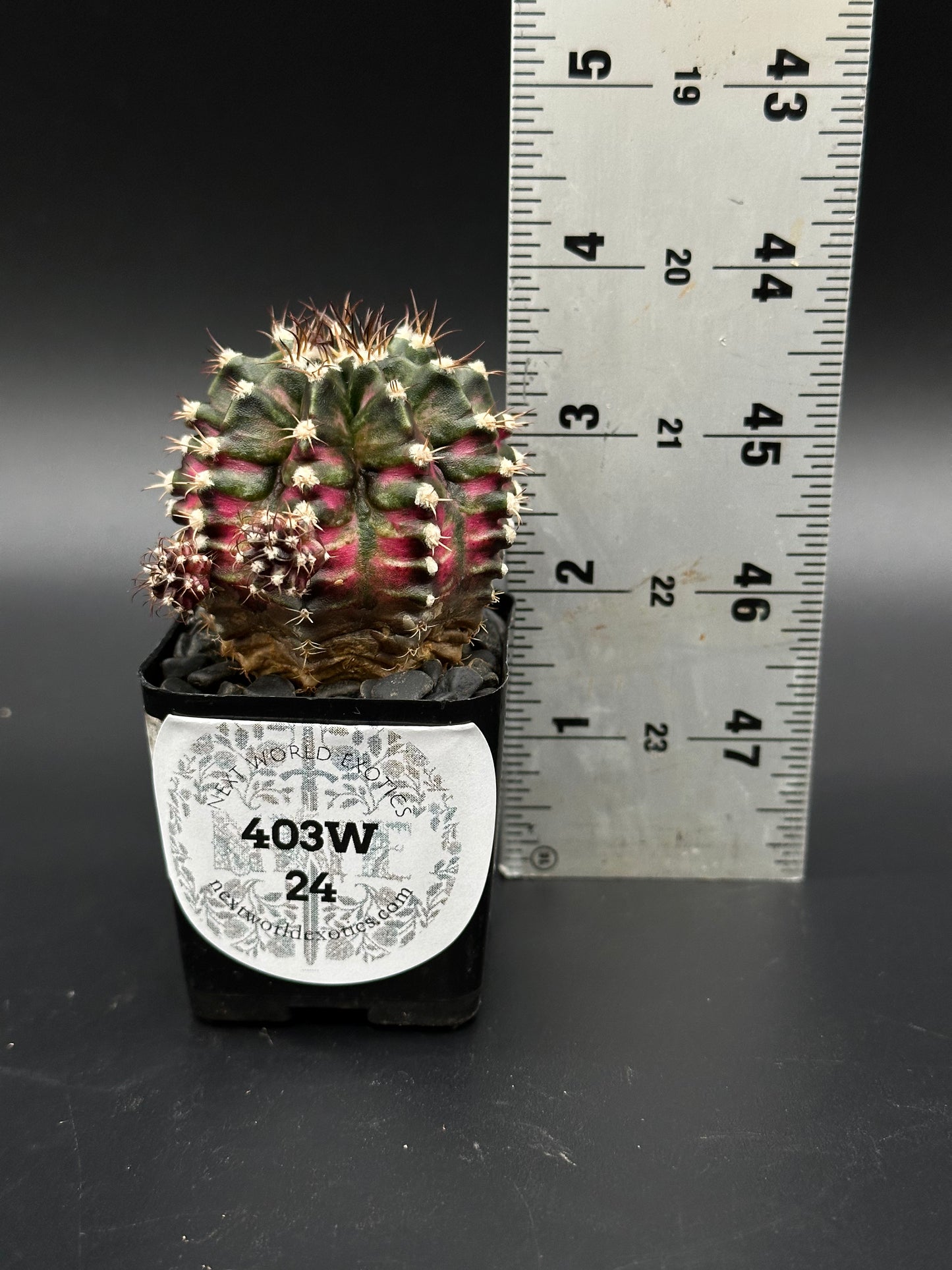 Gymnocalycium Mihanovichii 'T-Rex x T-Lux' in a 2-inch pot, displayed beside a ruler for size reference, showcasing its unique hybrid features.