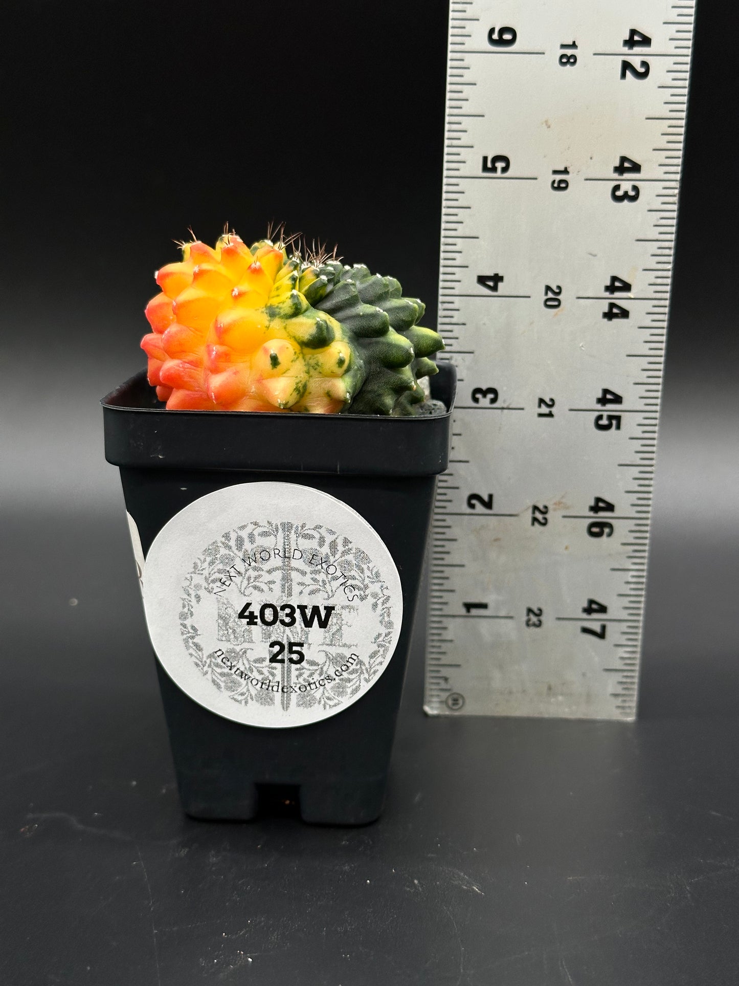 Gymnocalycium Mihanovichii Inermis Variegated in a 2.5-inch pot, with a ruler beside it, highlighting its size for plant enthusiasts.