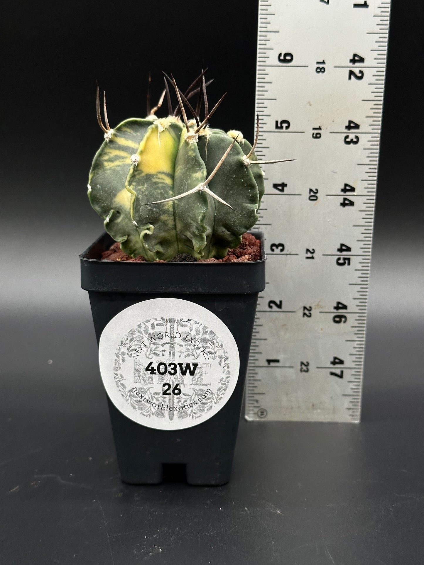 Astrophytum Ornatum cv. 'Capricorne' in a 4-inch pot, with long spines, shown next to a ruler for size reference.