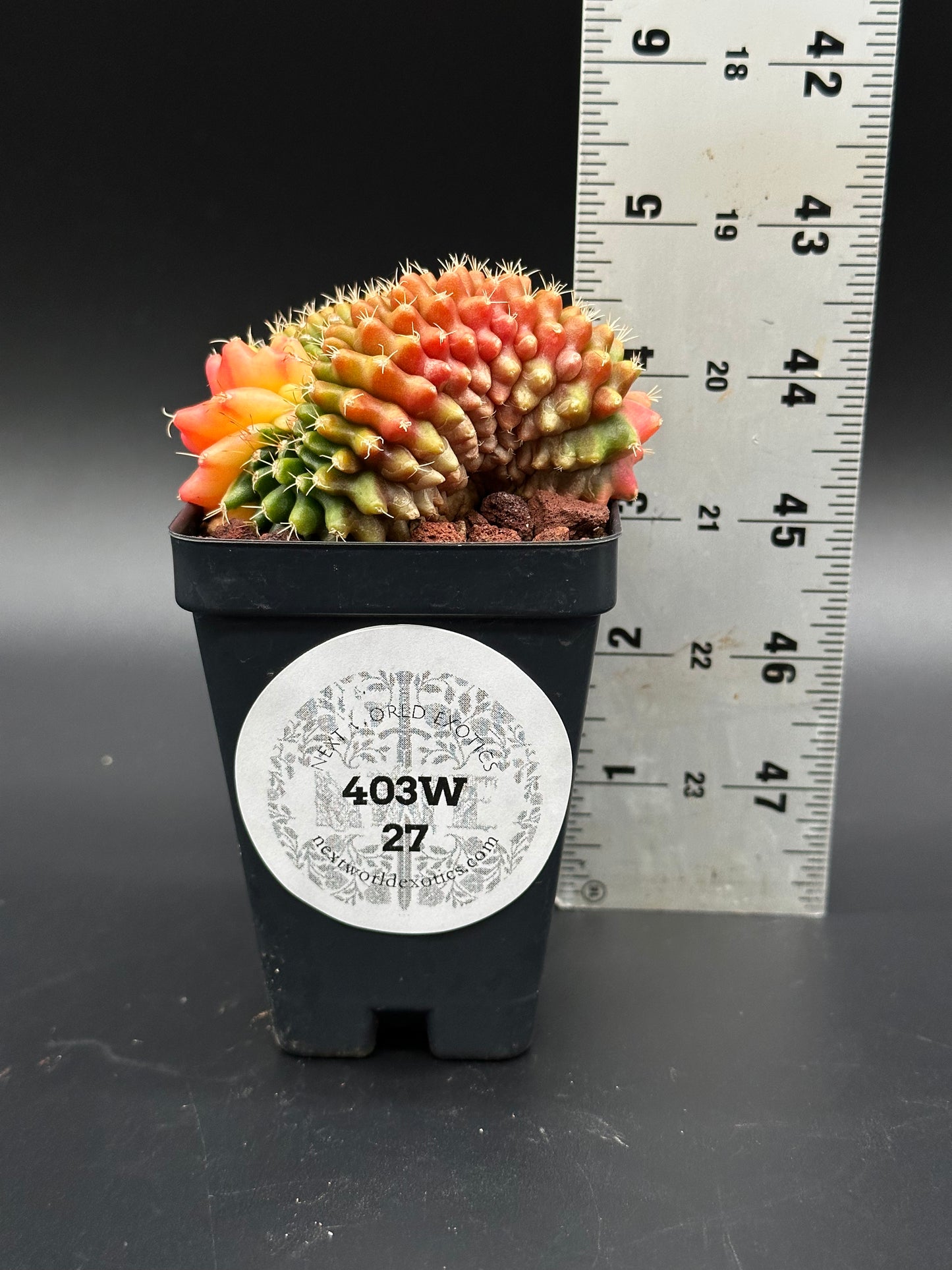 Gymnocalycium Mihanovichii Cristata Variegated in a 4-inch pot, featuring unique crested growth, accompanied by a ruler for size reference. Perfect for exotic plant enthusiasts.