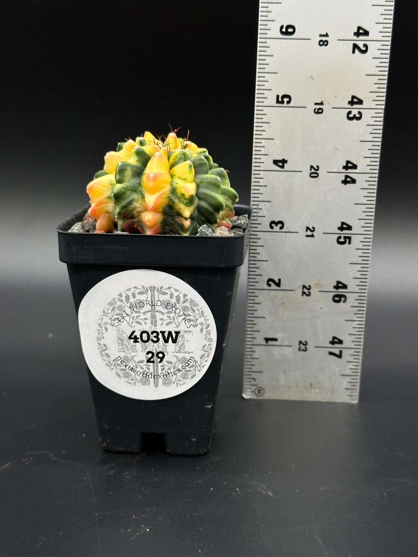 Gymnocalycium Mihanovichii Inermis Variegated in a 2.5-inch pot, shown with a ruler for scale, highlighting its rarity and appeal for collectors.
