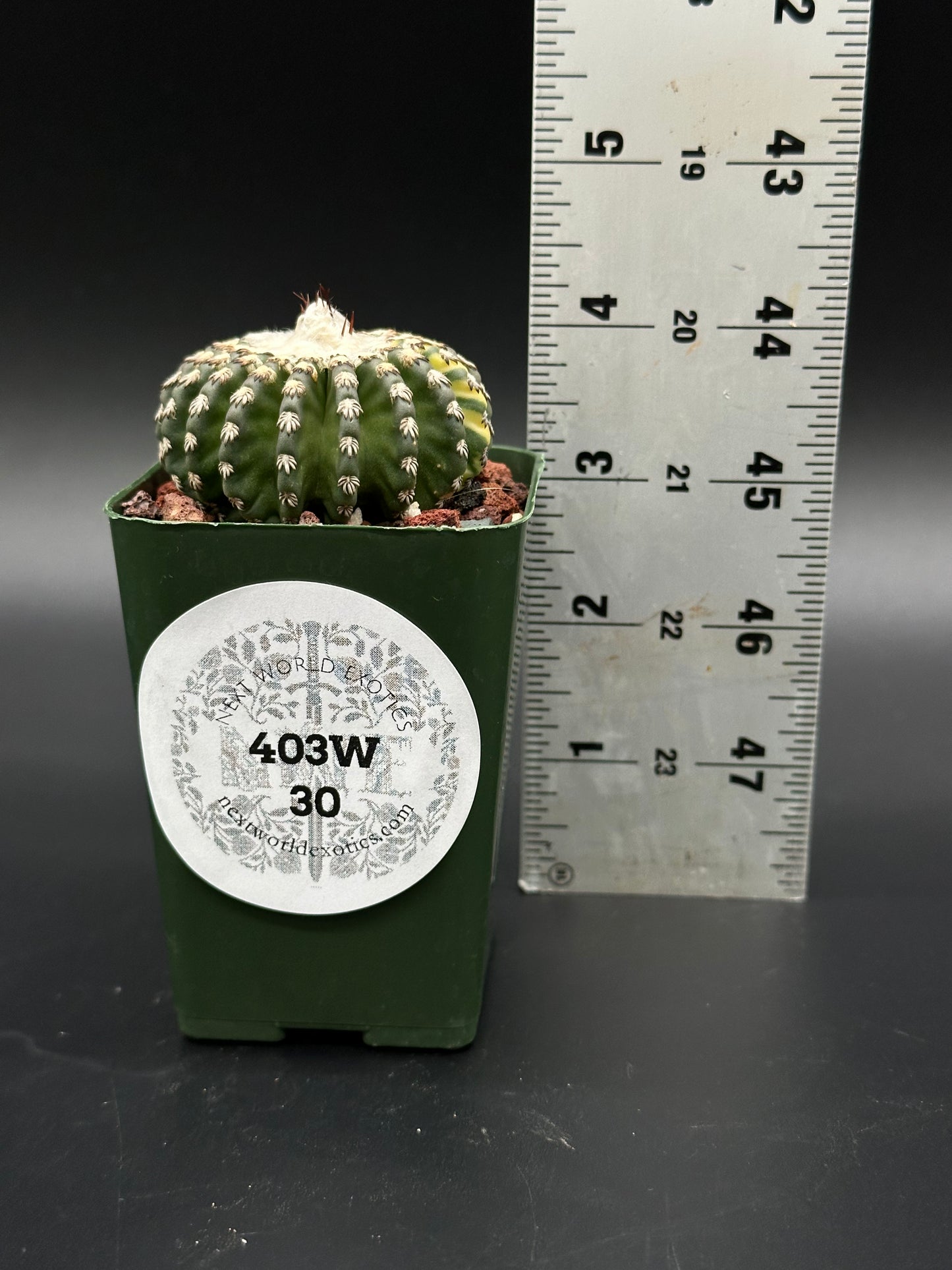 Discocactus Horstii Variegated in a 2.25-inch pot next to a ruler, showcasing its size; ideal for exotic houseplant collectors.