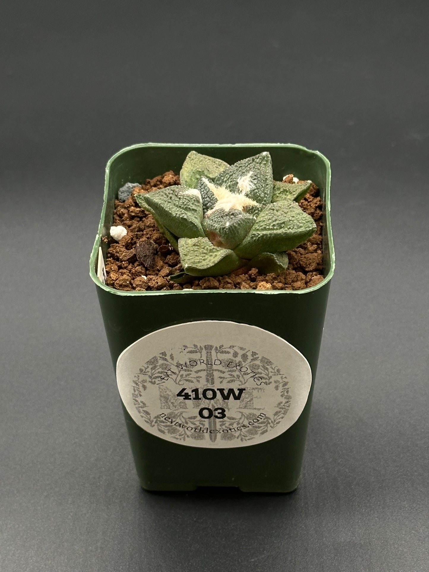 Ariocarpus Lloydii x Fissuratus cv. 'Godzilla' in a pot, featuring a heavily-textured surface and intricate tuberculate pattern, with a visible white label.