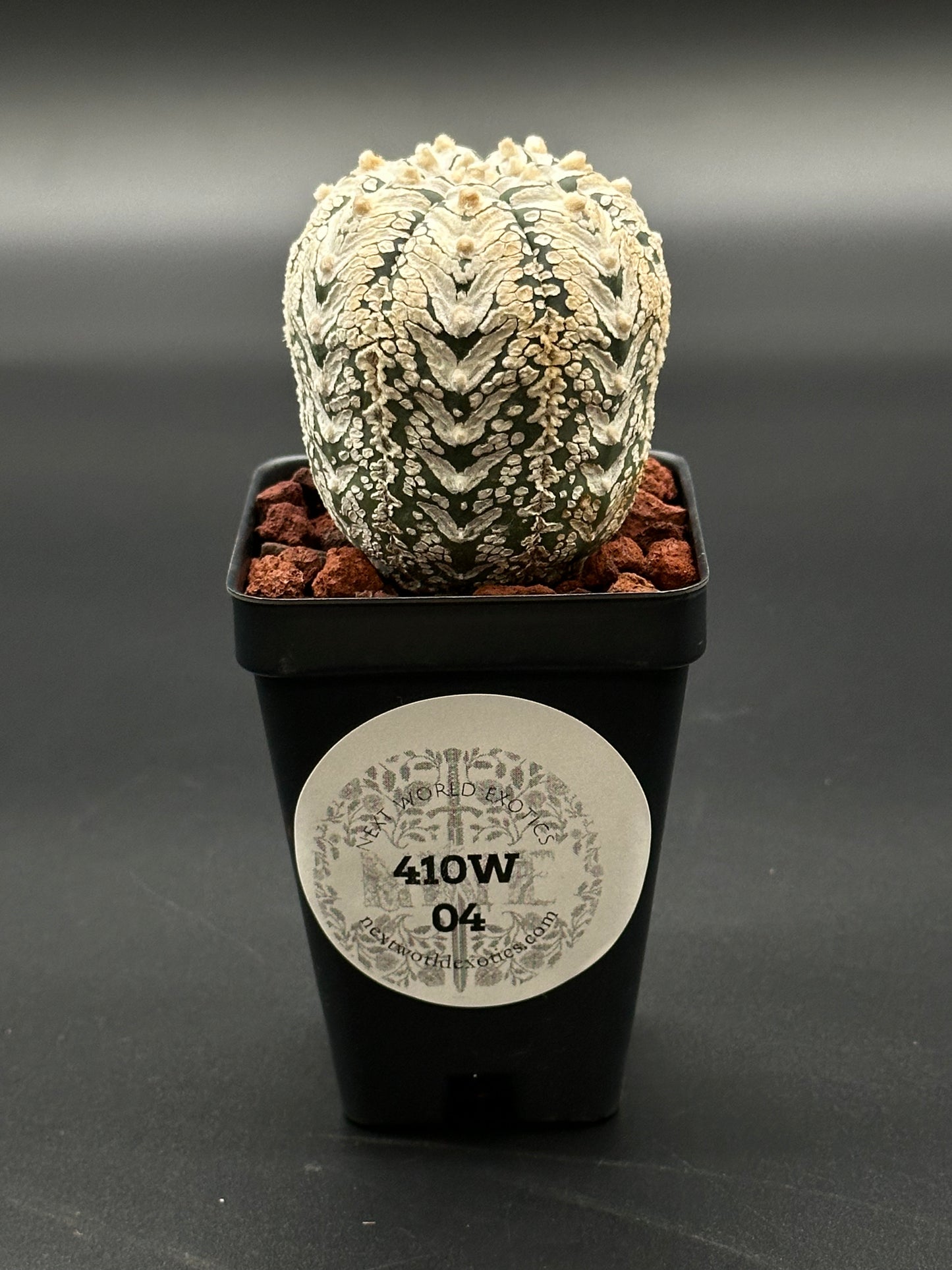 Astrophytum Asterias cv. 'Super Kabuto V-Type' in a 2-inch pot, featuring a cactus with a label, from Next World Exotics' rare plant collection.
