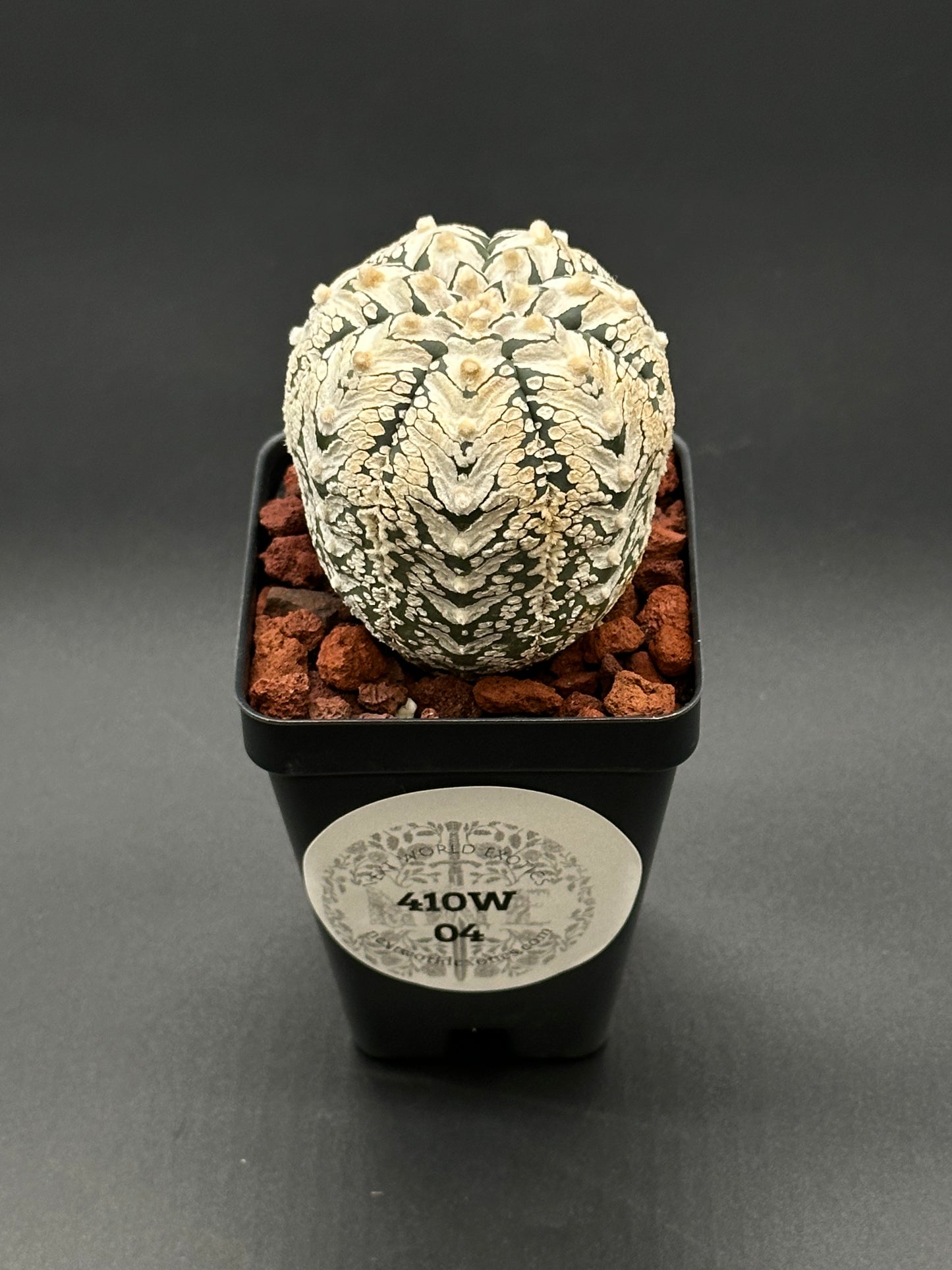 Astrophytum Asterias cv. 'Super Kabuto V-Type' in a 2-inch pot, showcasing unique cactus patterns, offered by Next World Exotics for rare plant enthusiasts.