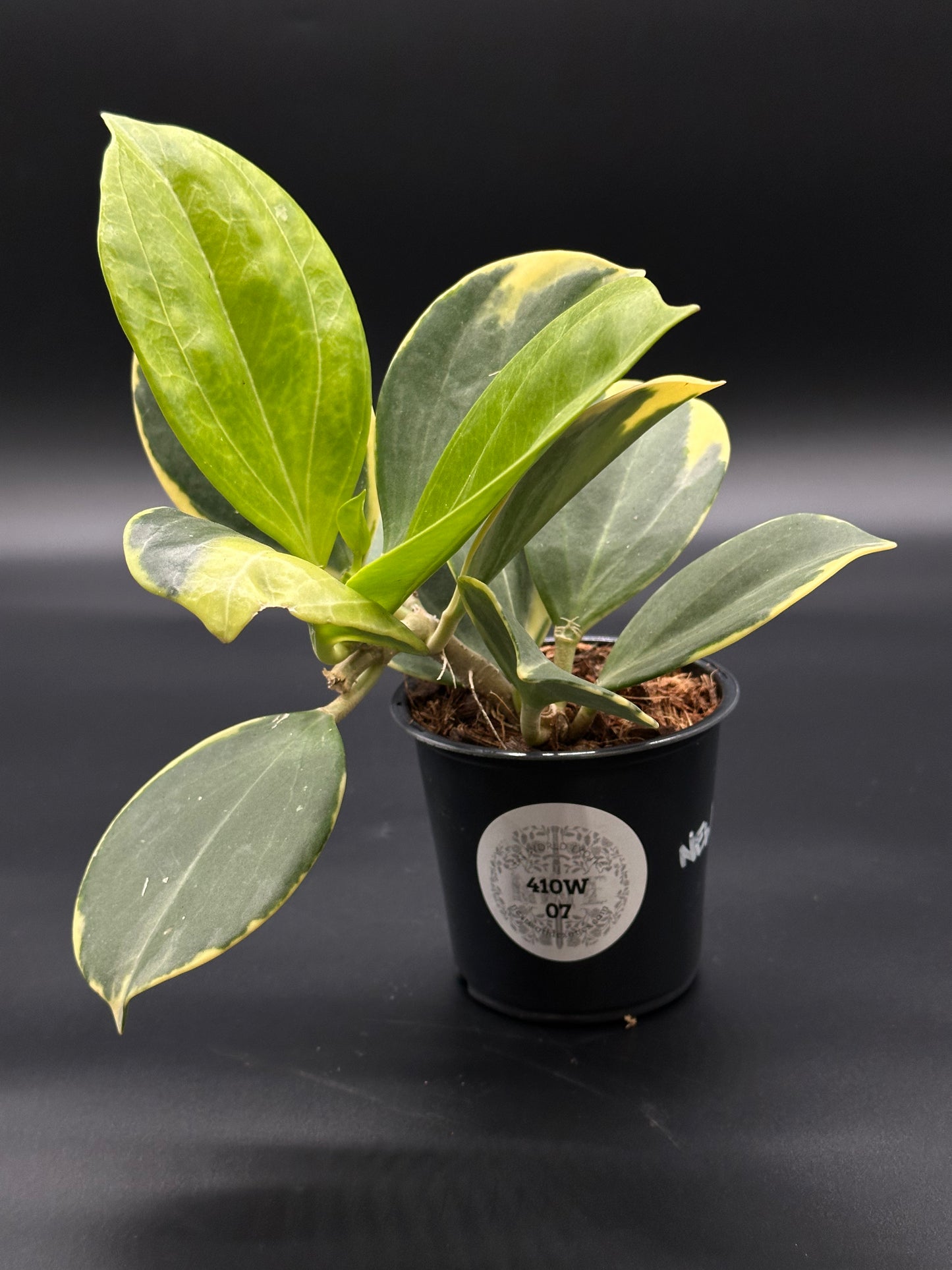 Hoya Subquintuplinervis 'New Moon' Albomarginata in a 4 pot, featuring thick leaves with cream borders and a visible label.
