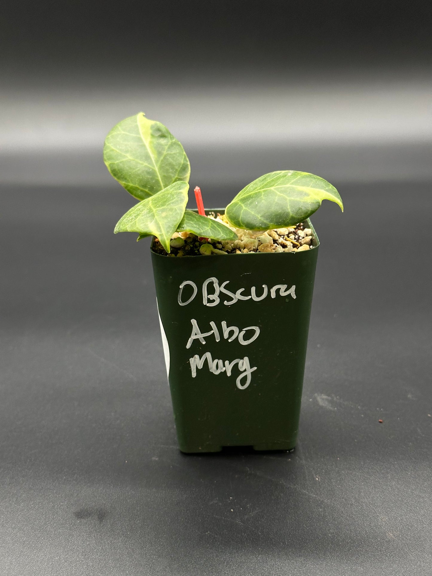 Hoya Obscura Albomarginata in a 2.25-inch green pot, featuring distinctive leaves, ideal for exotic plant enthusiasts or collectors seeking rare houseplants.