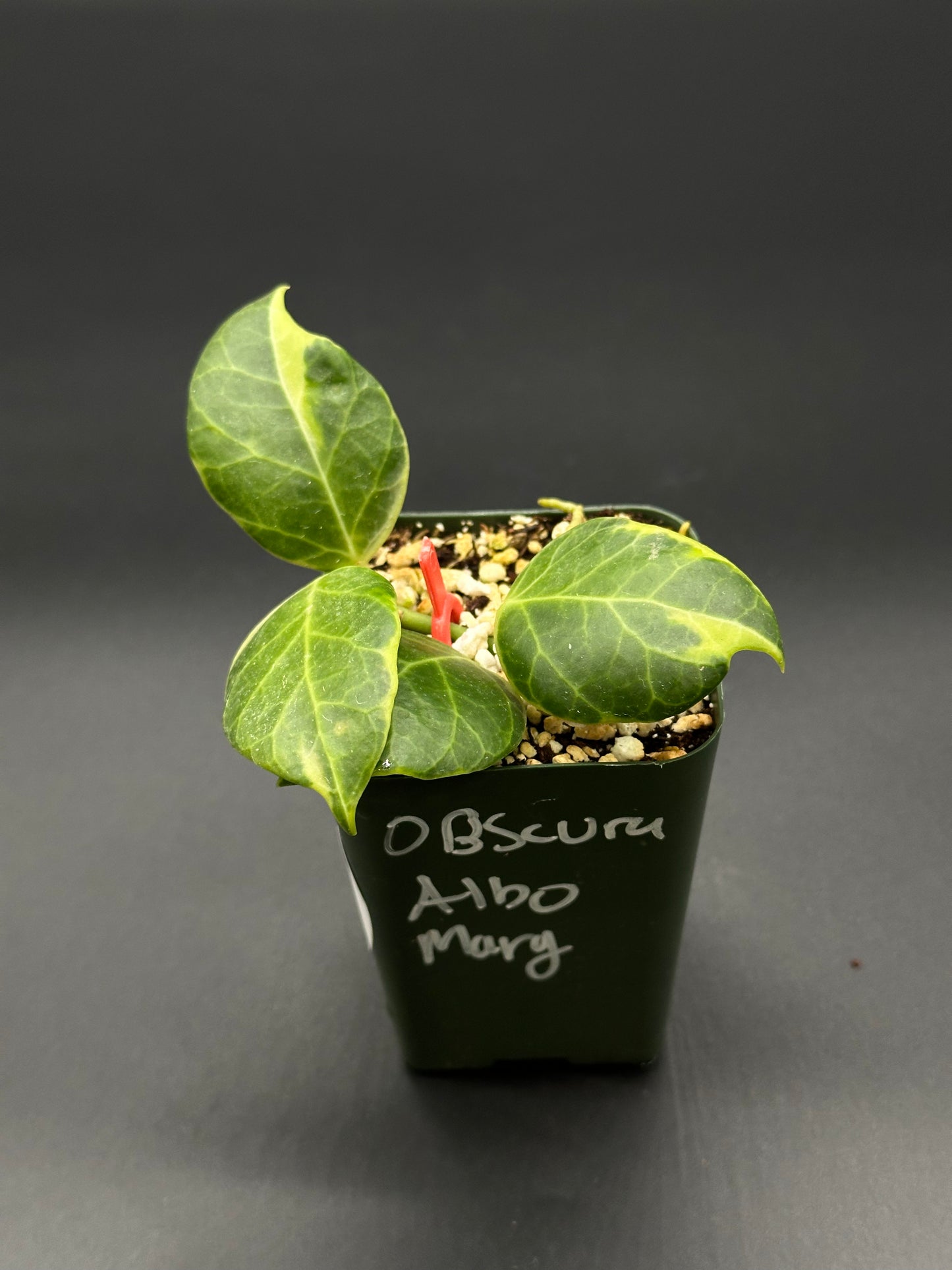 Hoya Obscura Albomarginata in a 2.25-inch pot, showcasing lush green leaves with variegated edges, suitable for exotic houseplant enthusiasts.