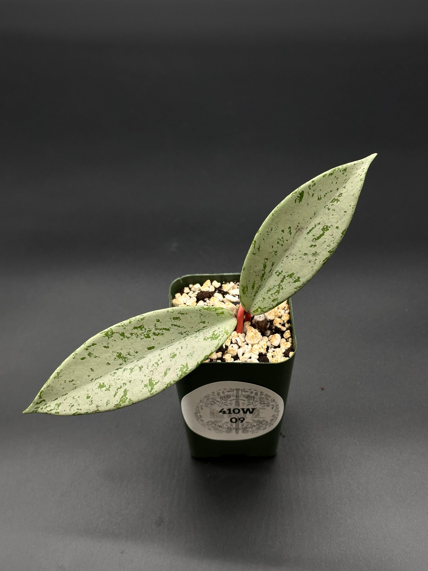 Hoya Pubicalyx 'Pink Ghost' in a 2.25-inch pot, showcasing waxy, silver-speckled leaves with dark green patches, ideal for indoor plant enthusiasts.