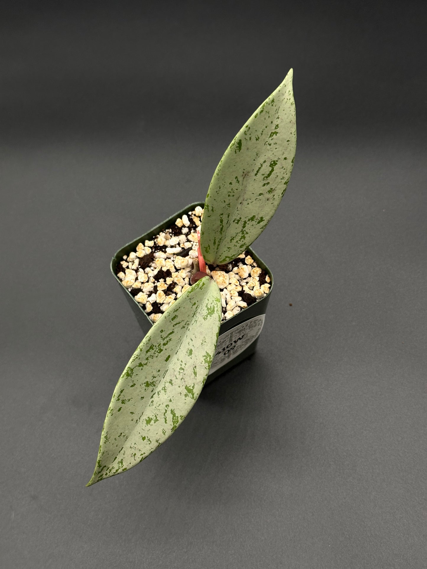 Hoya Pubicalyx 'Pink Ghost' in a pot, showcasing thick, waxy leaves with silver and dark green patches, emphasizing its unique foliage texture.