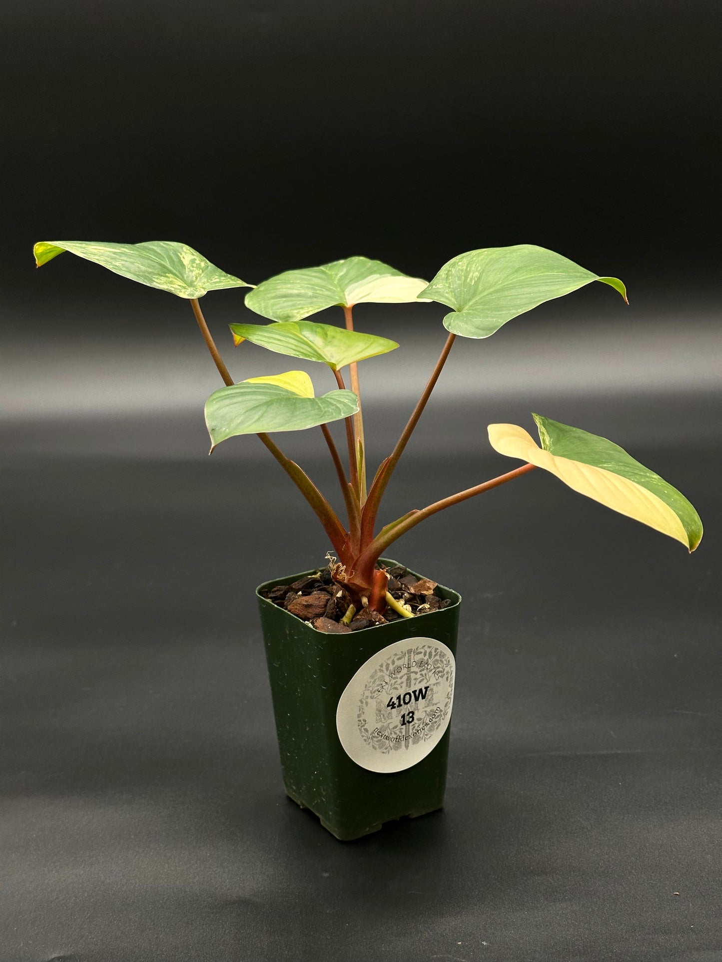 Homalomena Rubescens Pink Variegated in a small pot, showcasing vibrant leaves. Featured as part of Next World Exotics' rare tropical houseplants collection.