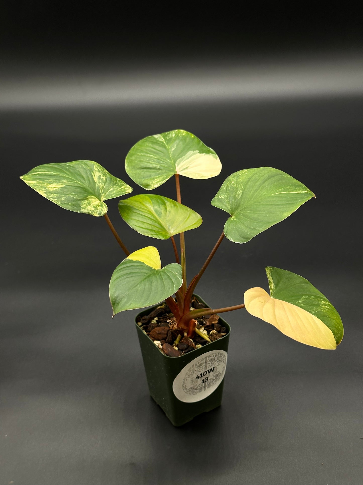 Homalomena Rubescens Pink Variegated in a small pot, showcasing lush green leaves. Ideal for tropical houseplant enthusiasts seeking rare, variegated varieties.