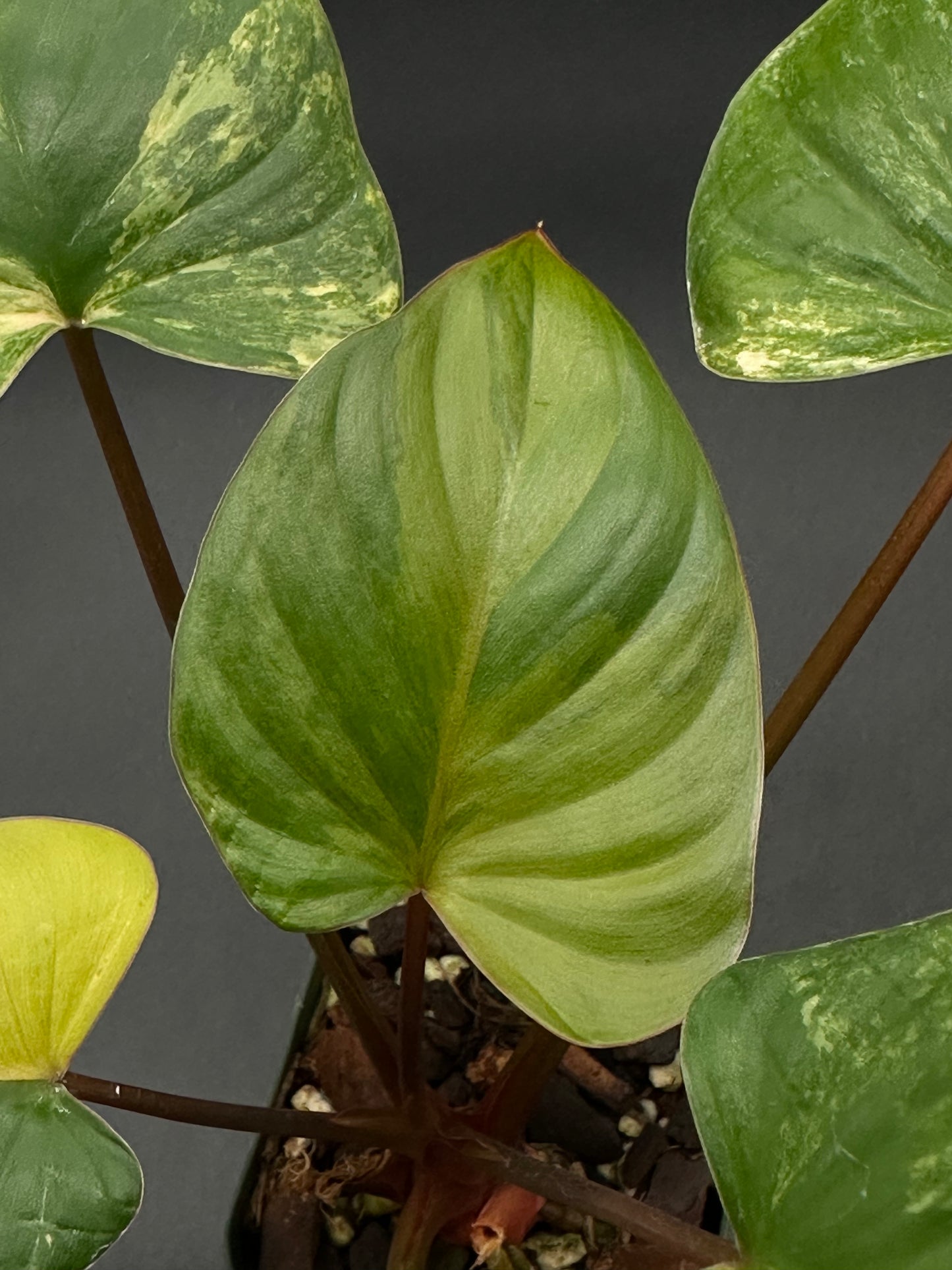 Close-up of a Homalomena Rubescens Pink Variegated, showcasing lush green leaves with pink variegation, in a 2.25-inch pot.