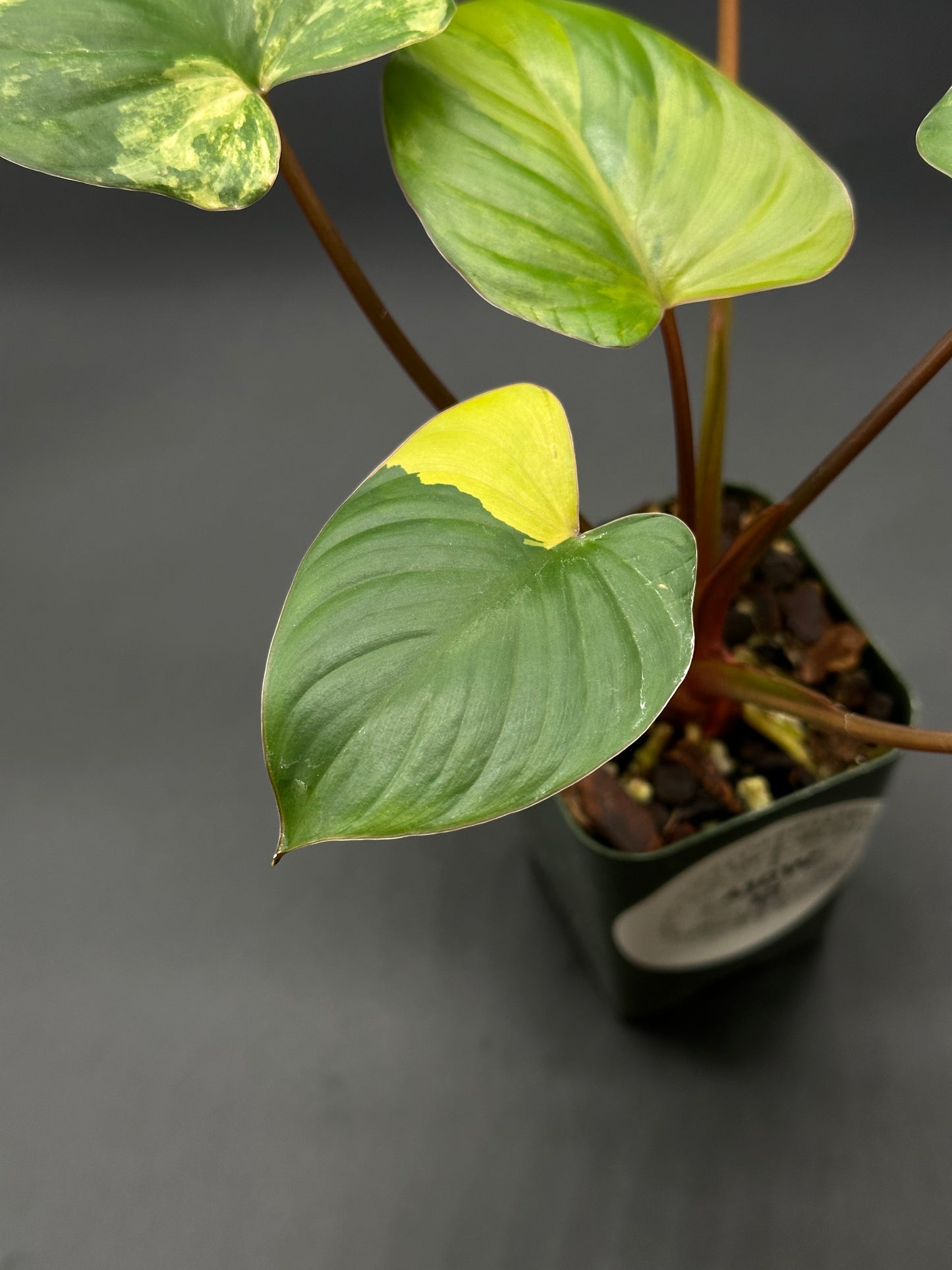 Homalomena Rubescens Pink Variegated in a small pot, showcasing its distinctive green and yellow leaves with a close-up of the vibrant foliage.