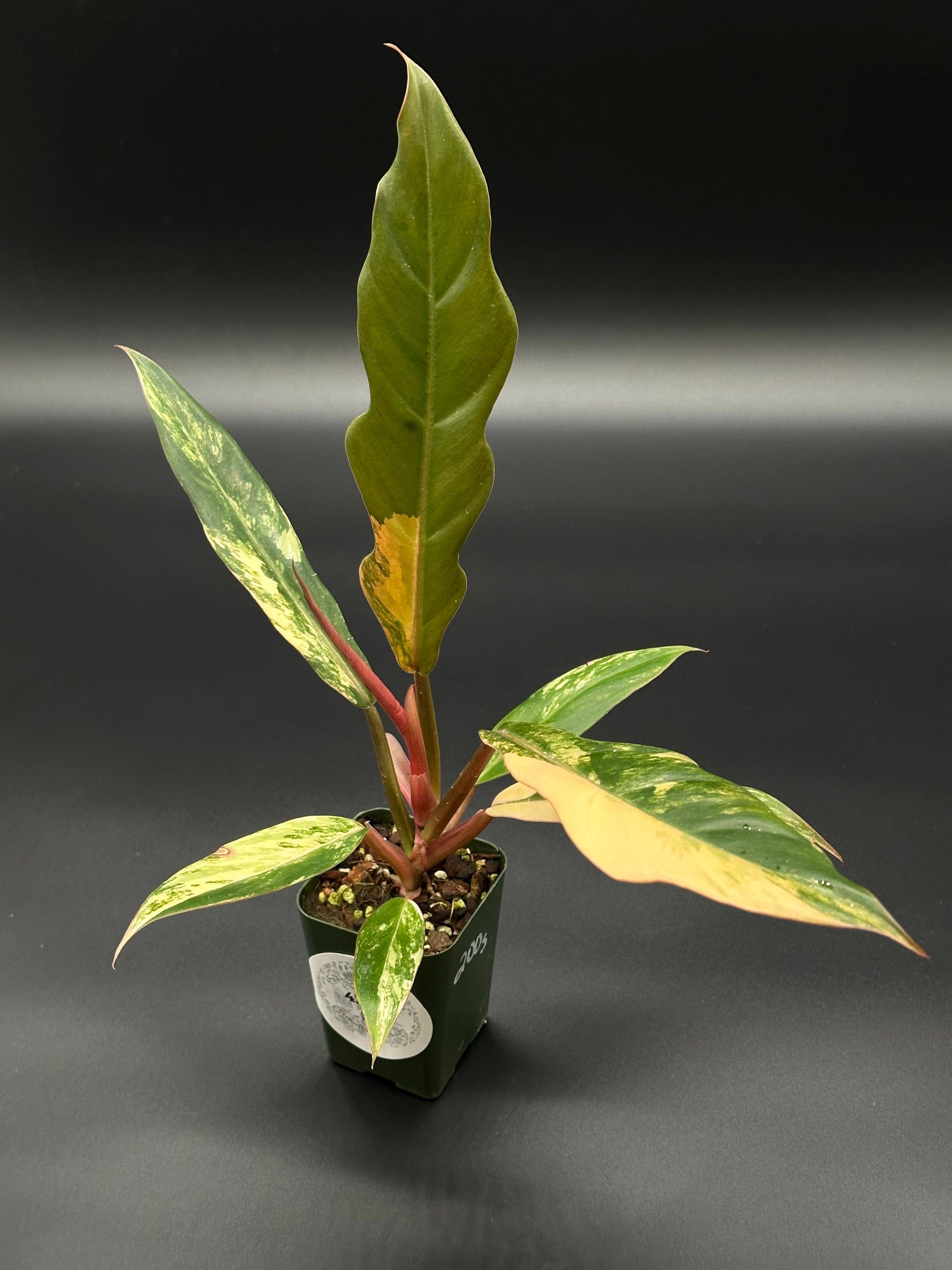 Philodendron 'Caramel Marble' in a 2.5-inch pot, showcasing its slender, variegated leaves with serrated edges, displaying caramel brown to dark green hues.