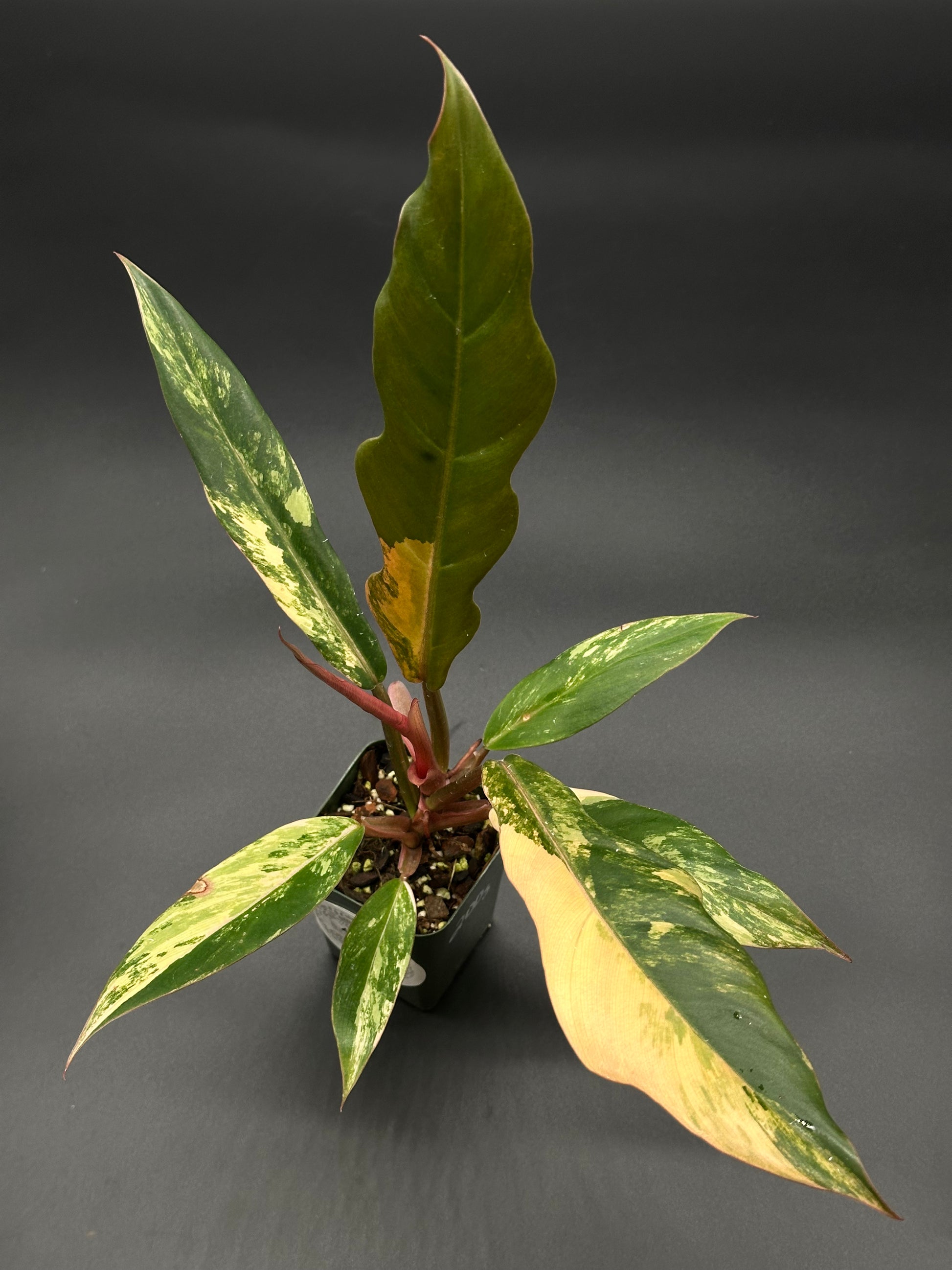 Philodendron 'Caramel Marble' in a 2.5-inch pot, showcasing large, slender leaves with distinctive serrated edges and striking variegation.