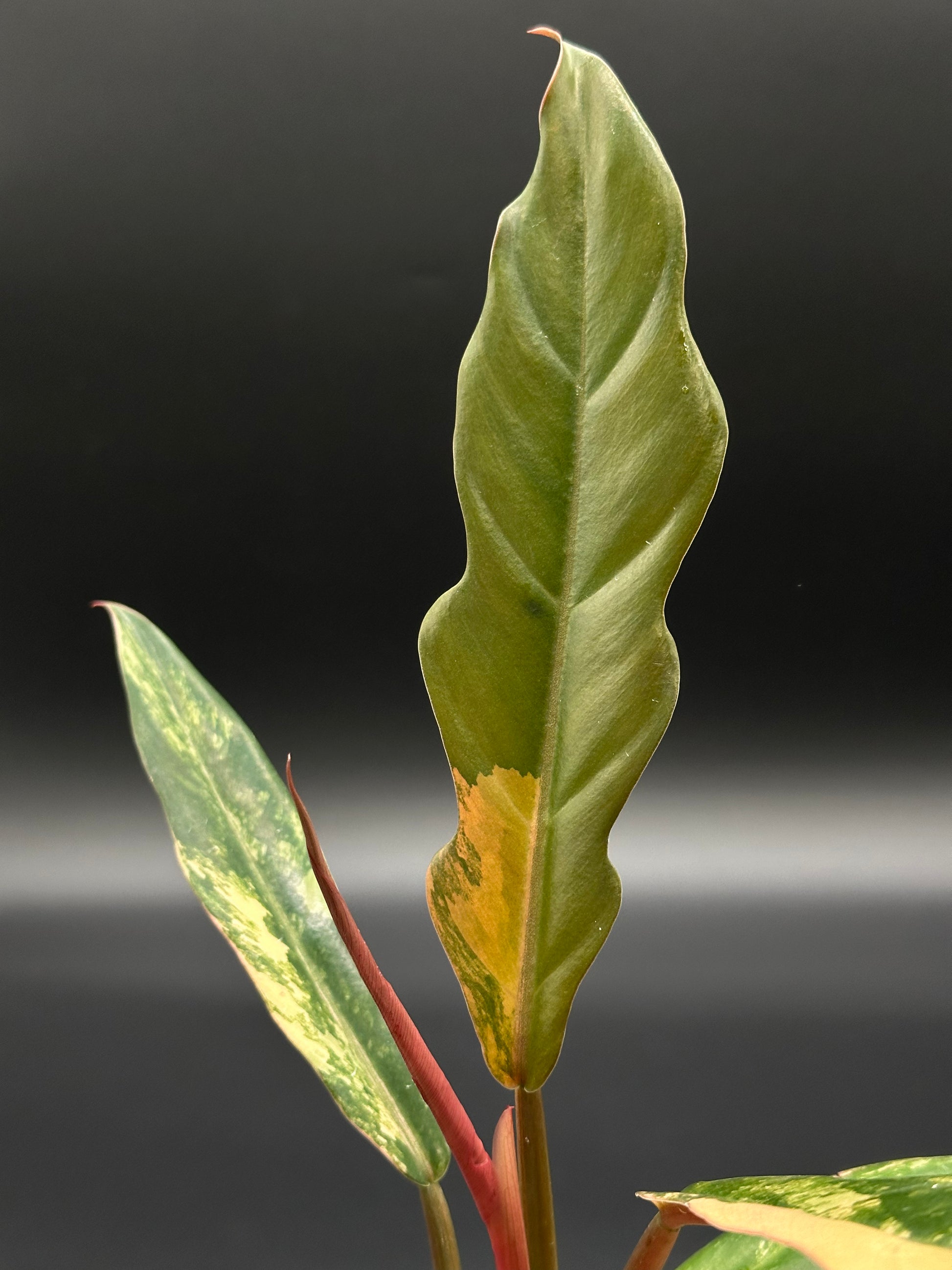 Philodendron 'Caramel Marble' in a 2.5-inch pot, showcasing close-up of its uniquely shaped, serrated leaves with distinctive variegation.