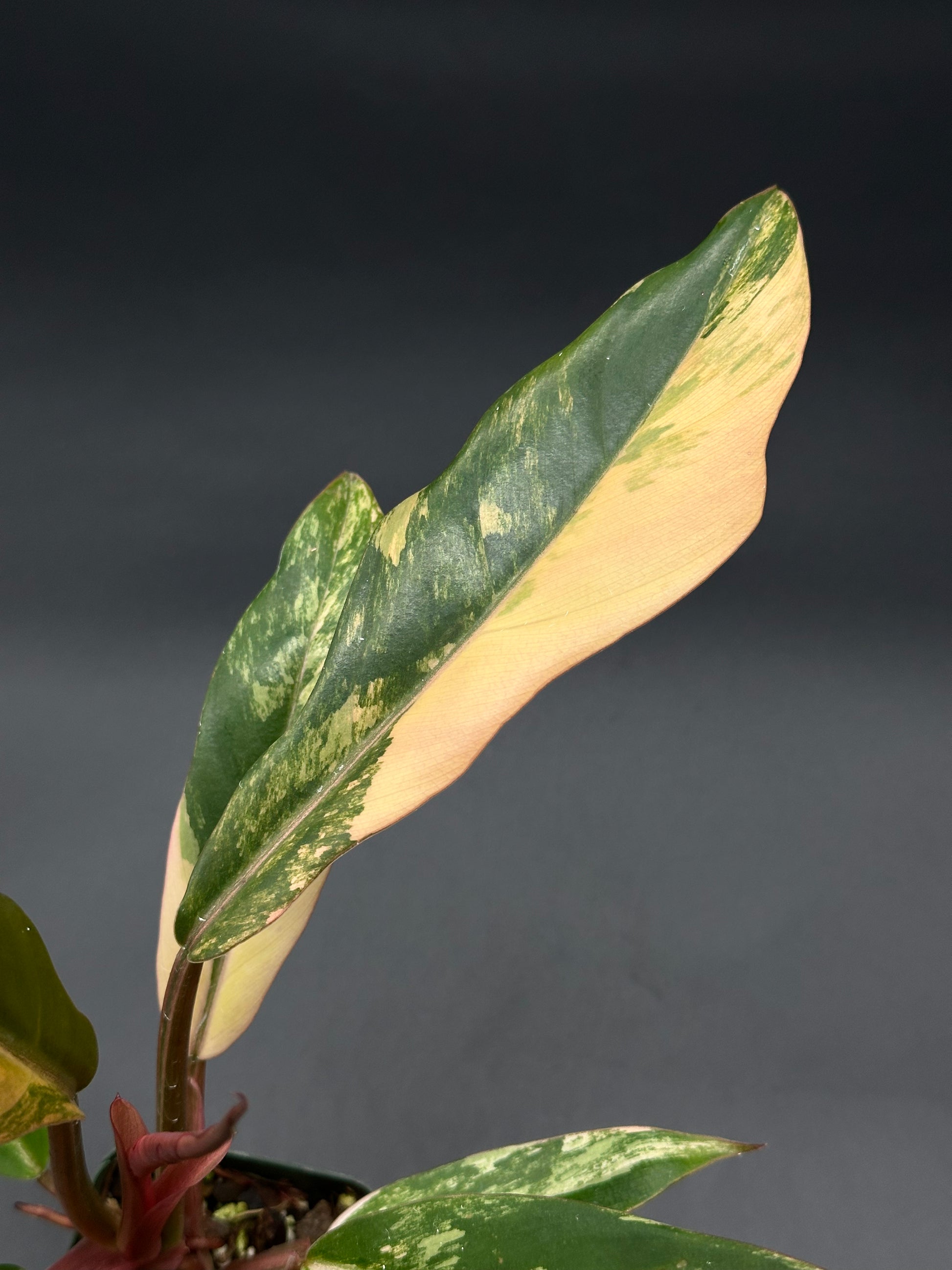 Philodendron 'Caramel Marble' with close-up of large, slender leaves showing distinct serrations and variegation, highlighting its unique foliage pattern.