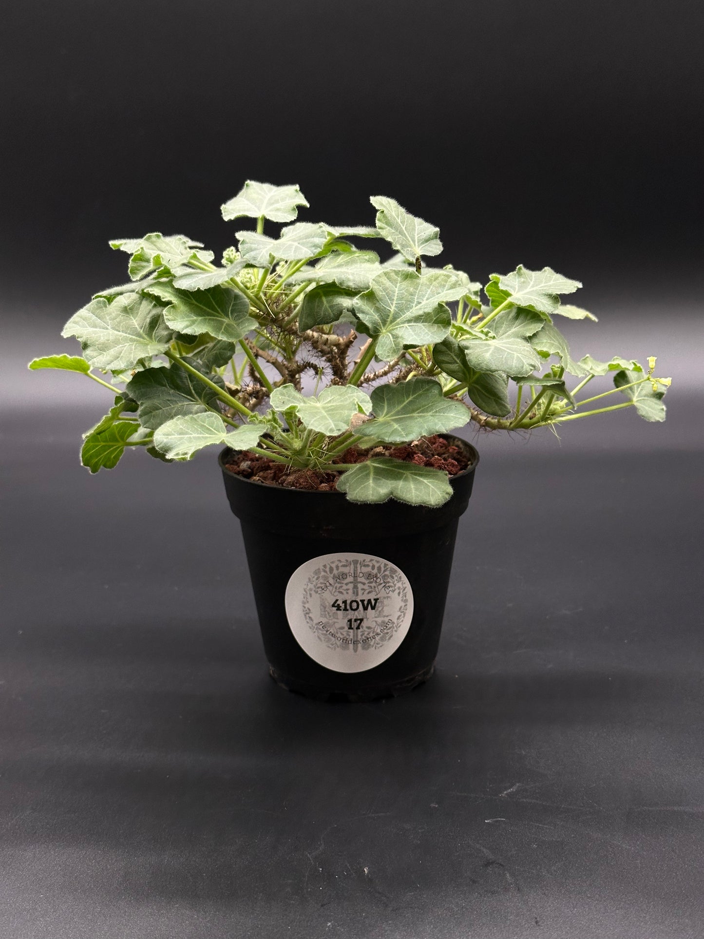 Jatropha marginata in a 2.25-inch pot, featuring distinctive leaves and a white label, offered by Next World Exotics for tropical plant enthusiasts.
