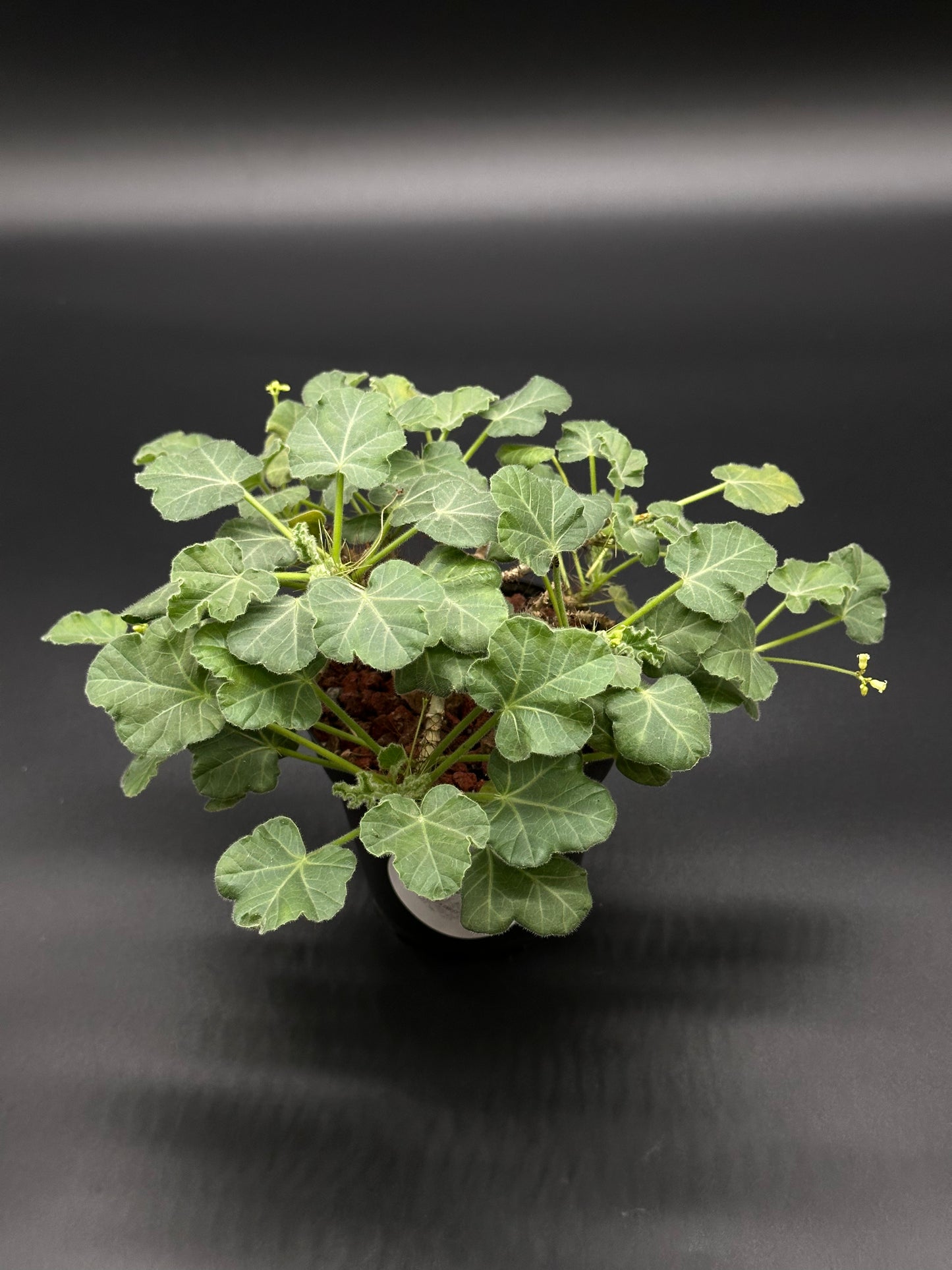 Jatropha Marginata in a 2.25-inch pot, showcasing its lush green leaves. Perfect for exotic houseplant enthusiasts, available at Next World Exotics.
