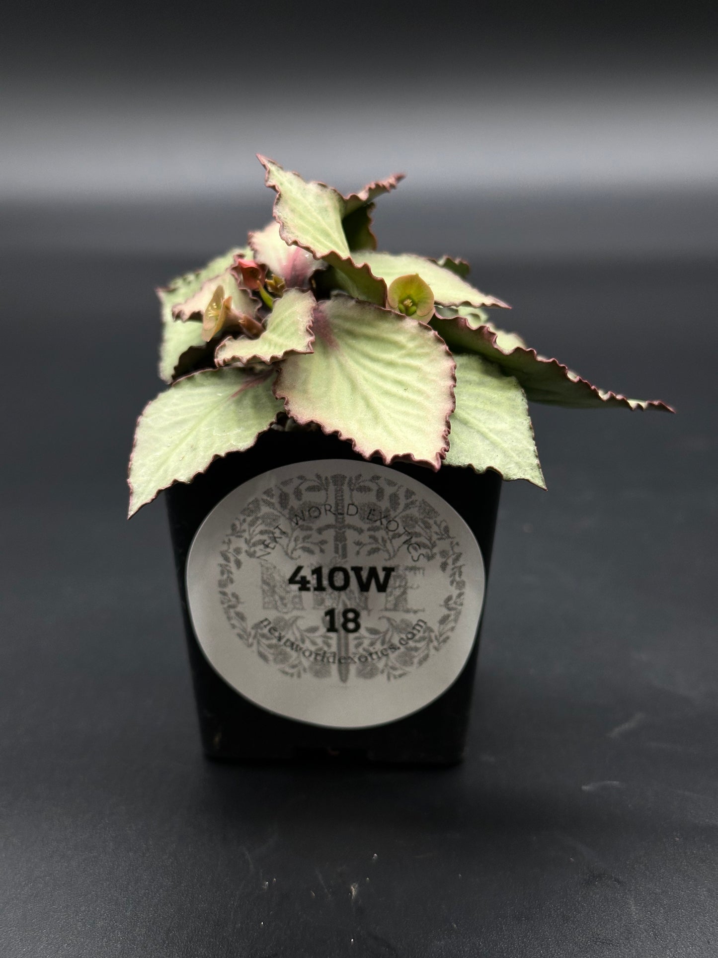 Euphorbia Francoisii 'Generation 2' Green in a 2-inch pot, showcasing vibrant, textured leaves with a label indicating its unique features.