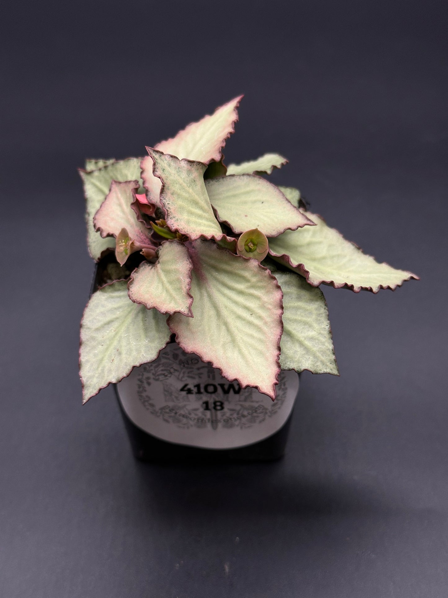 Euphorbia Francoisii 'Generation 2' Green in a 2-inch pot, showcasing thick branches and vibrant leaves, highlighting its unique, striking appearance.